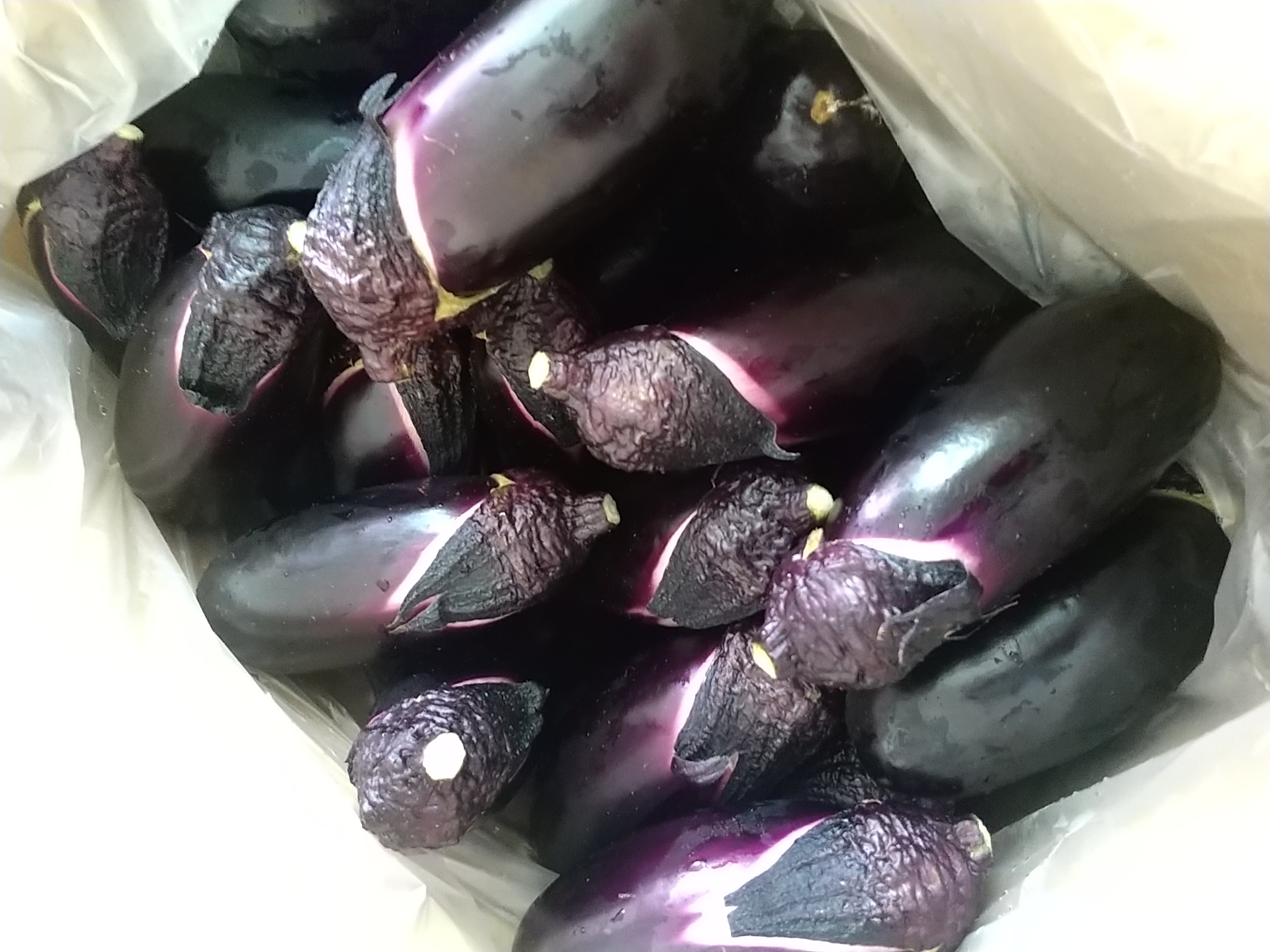 高知県産囲生姜10Kg | 野菜/薬味 産直アウル 農家から直接野菜などの