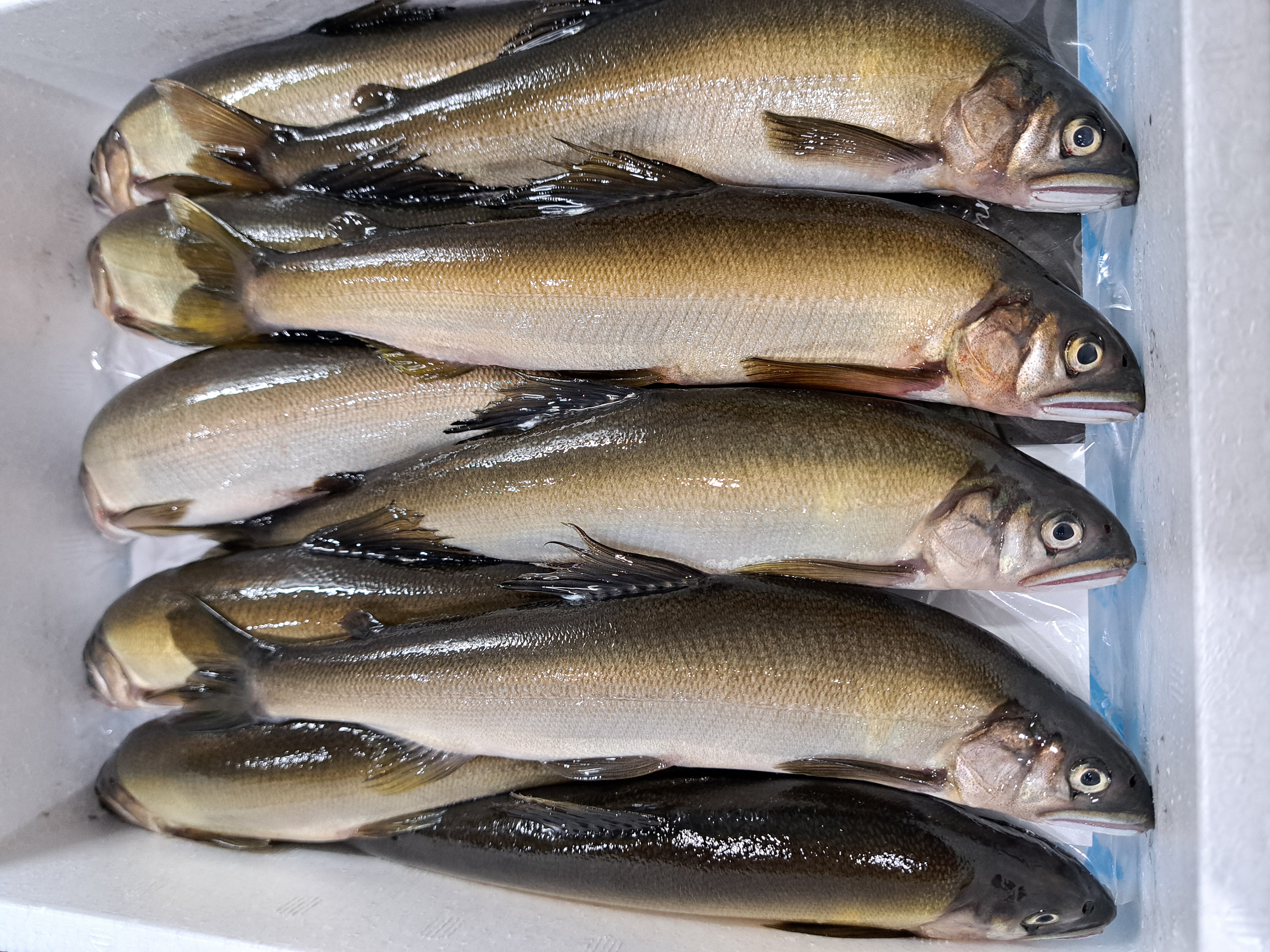 湯布院 銀鱗鮎 生銀鱗鮎1Kg（10匹〜13匹） ｜ 魚介類/川魚 産直アウル 