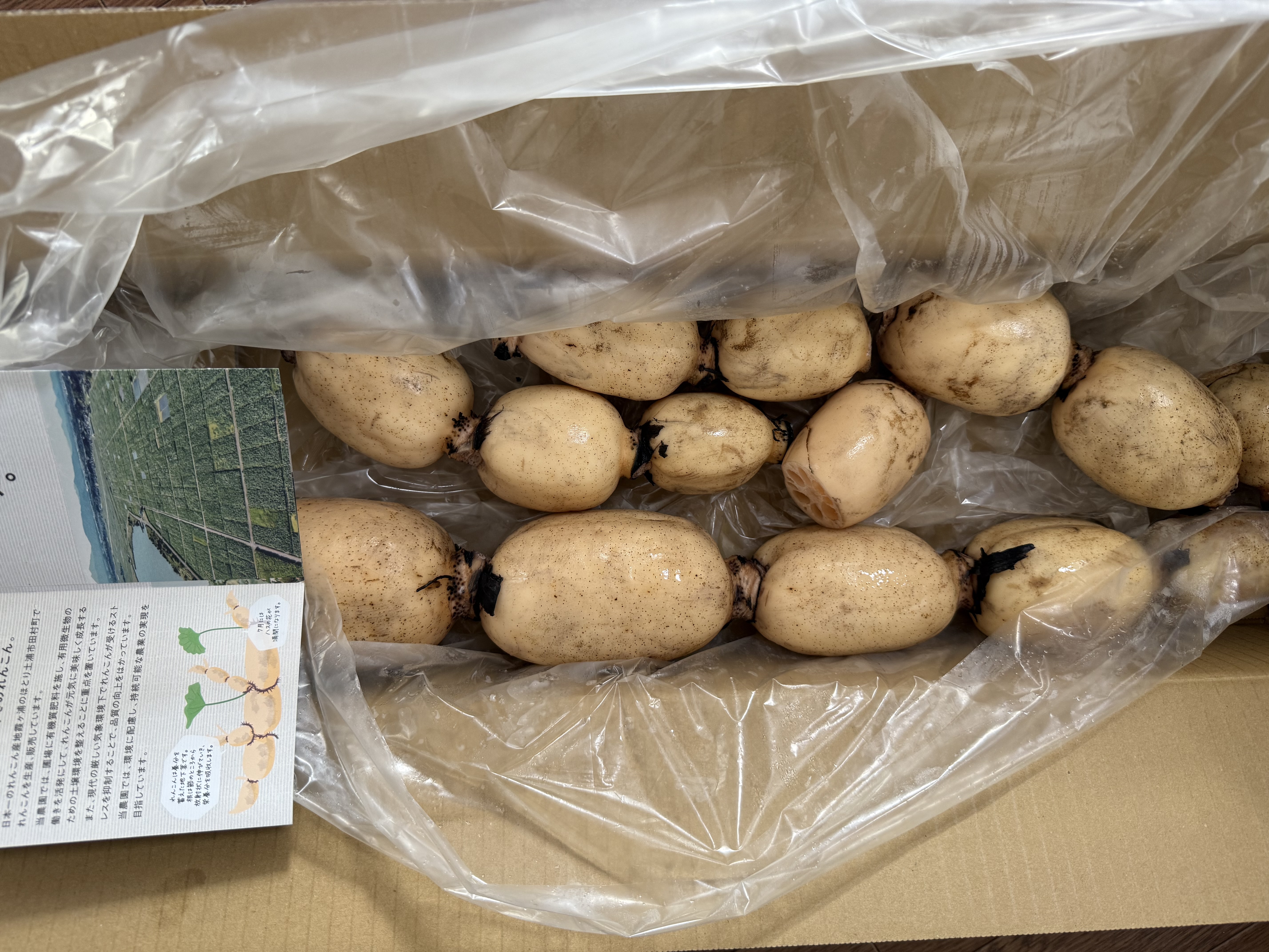 クール便 訳あり「竹」2キロ 新鮮！朝堀りれんこんのご自宅用 ｜ 野菜