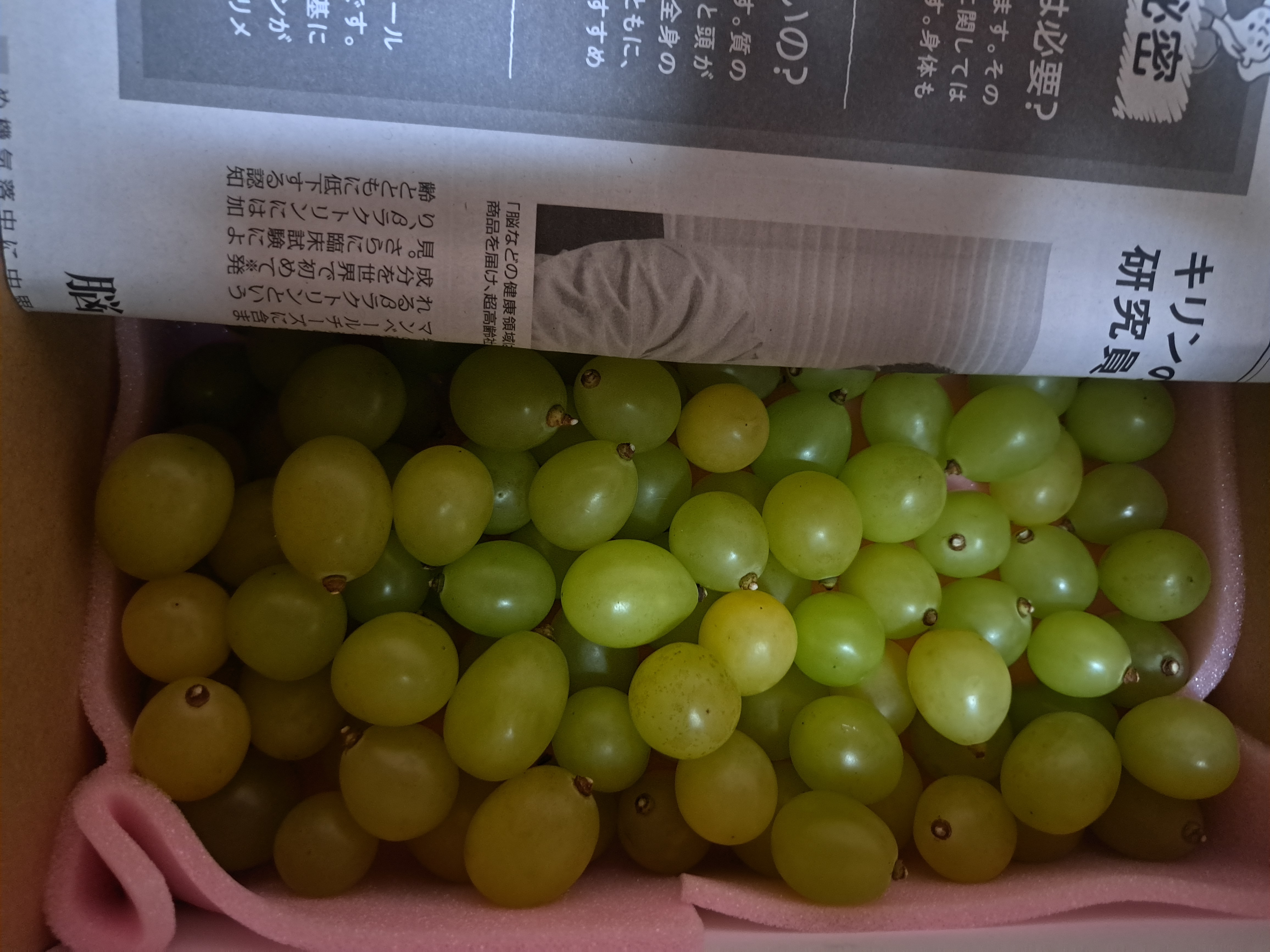 ご家庭用‼︎】訳ありお試し特別価格‼︎粒売り‼︎1kg‼︎シャイン