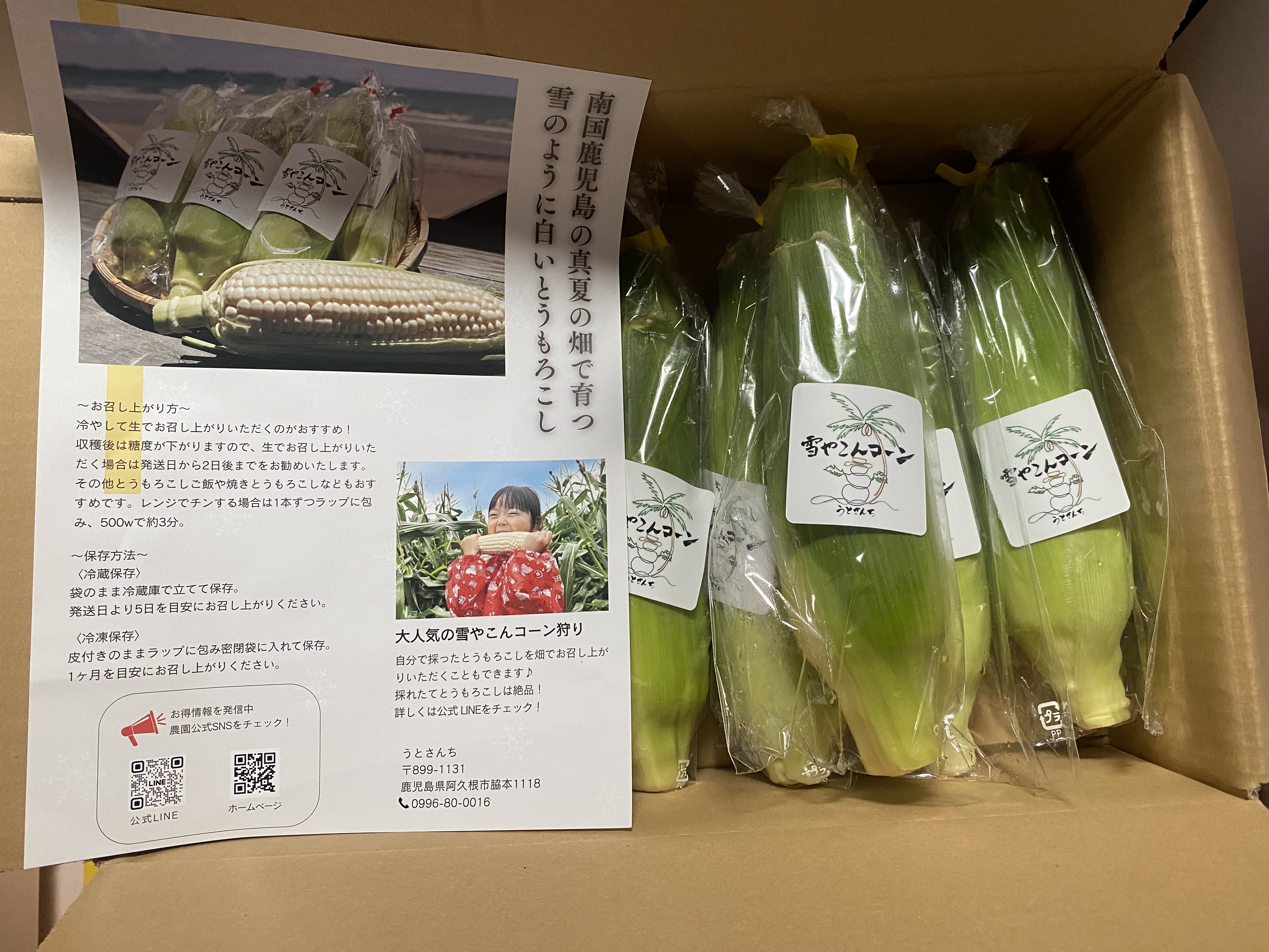 旬祭限定】正規品お試し6本入 糖度20度超え 雪やこんコーン ｜ 野菜