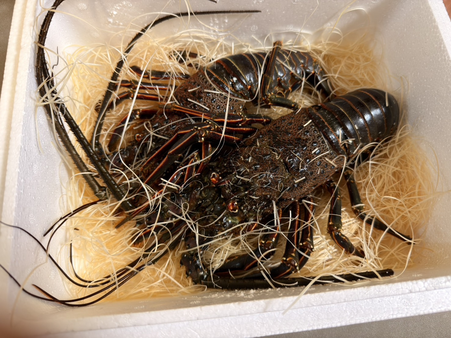 規格外！超超巨大青イセエビ 1匹 2.4㎏ | 魚介類/エビ 産直アウル