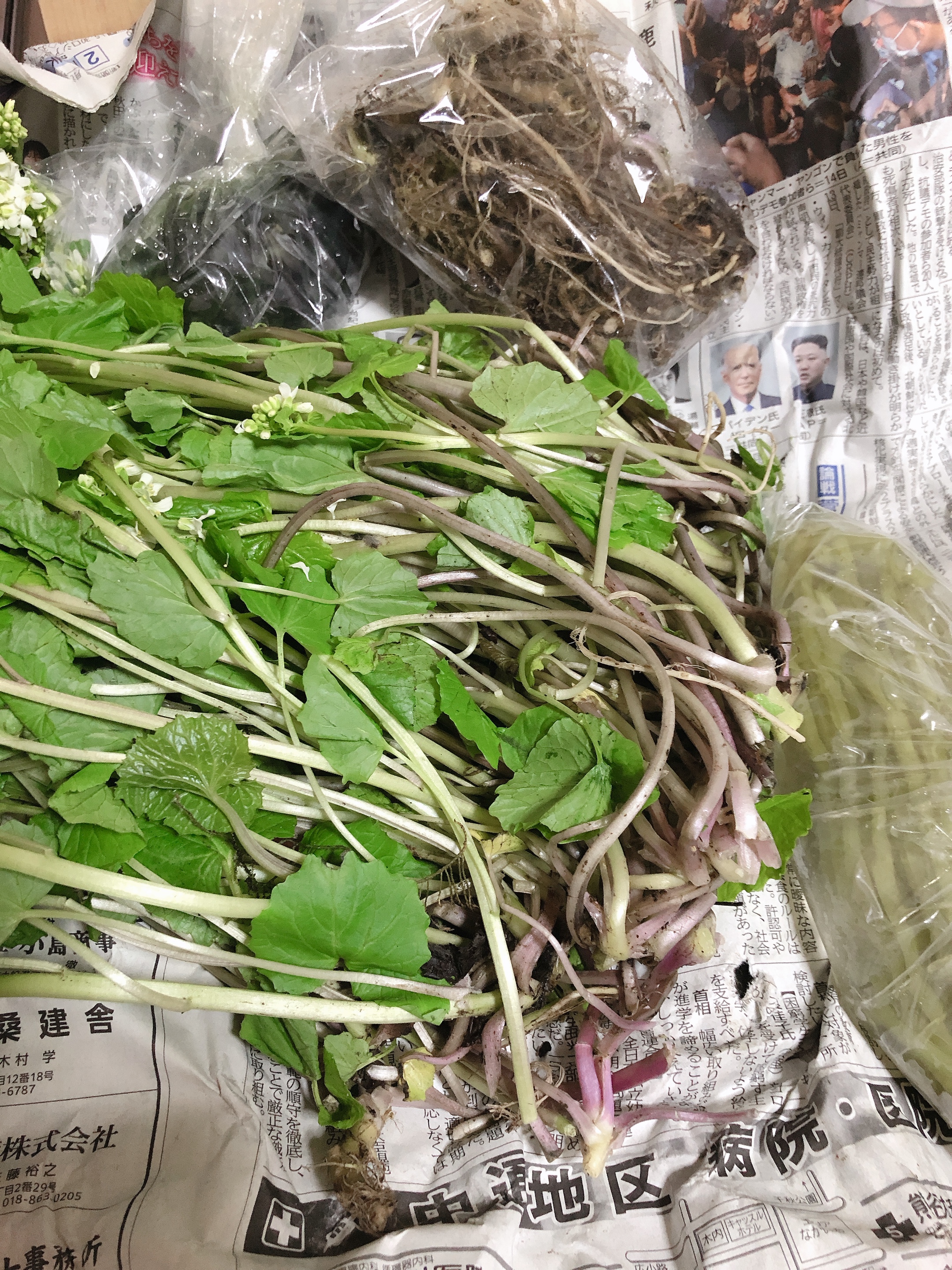 秋田県産 葉わさび 山わさび 採れたて 【公式通販】