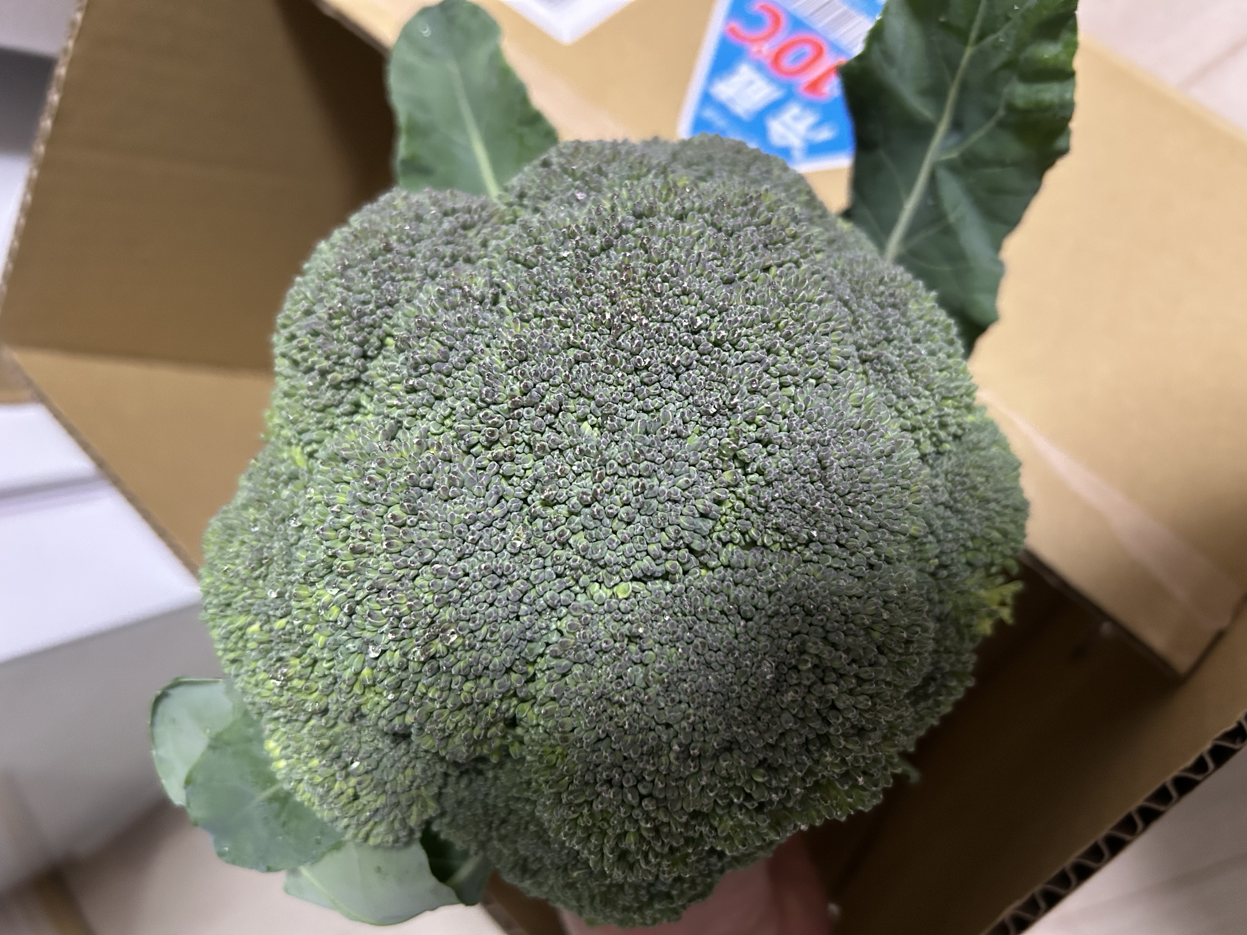 ブロッコリー 6玉 約1.5kg ｜ 野菜/ブロッコリー 産直アウル 農家