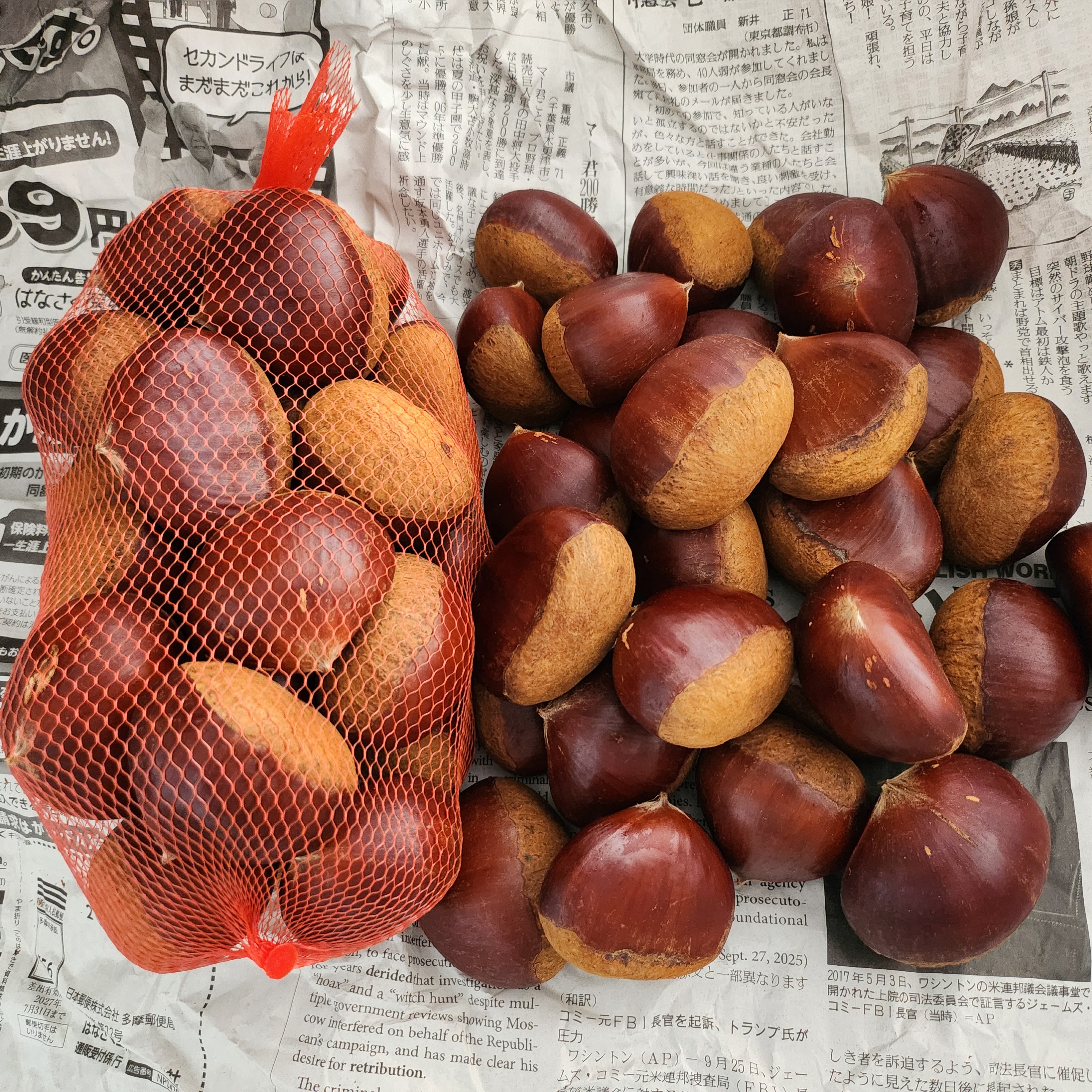 無農薬 生栗 利平栗 利平 栗 無農薬 生栗 利平栗 利平 栗 楽天市場】栗