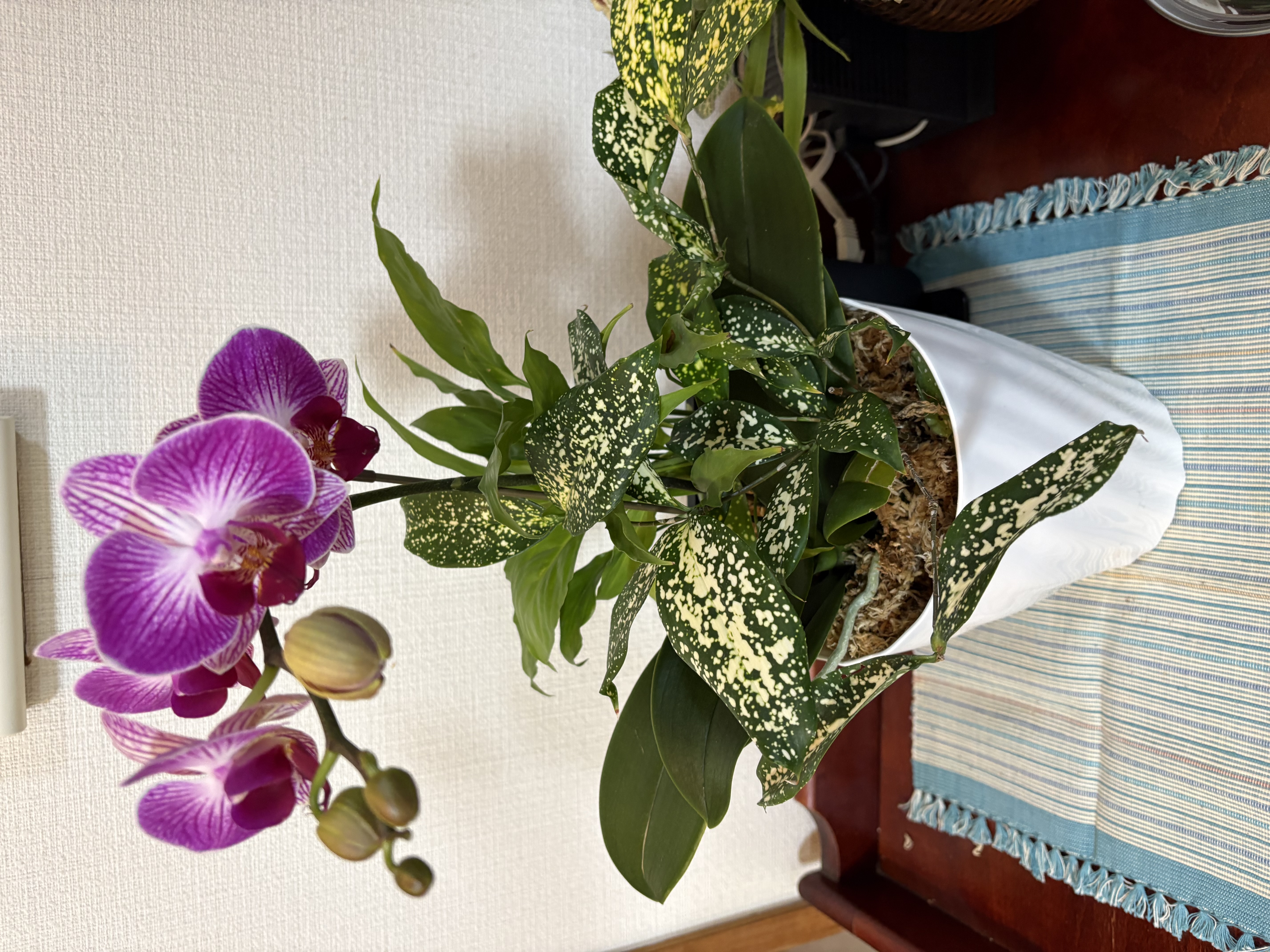 40㌢！大王松 松葉 ｜ 花・植物/花・植物 産直アウル 農家・漁師など