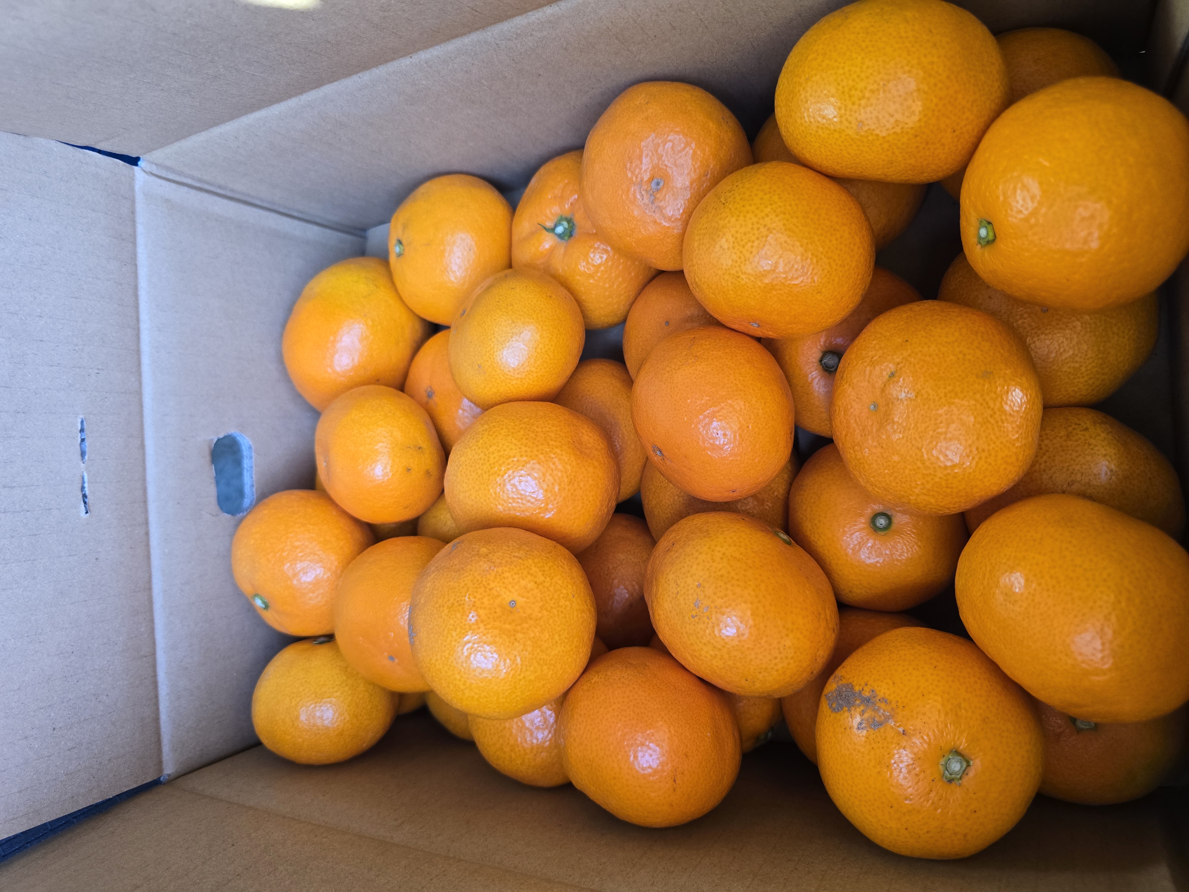 山北みかん Lサイズ 10kg 高知県産 訳あり*家庭用 早生 興津 | 果物