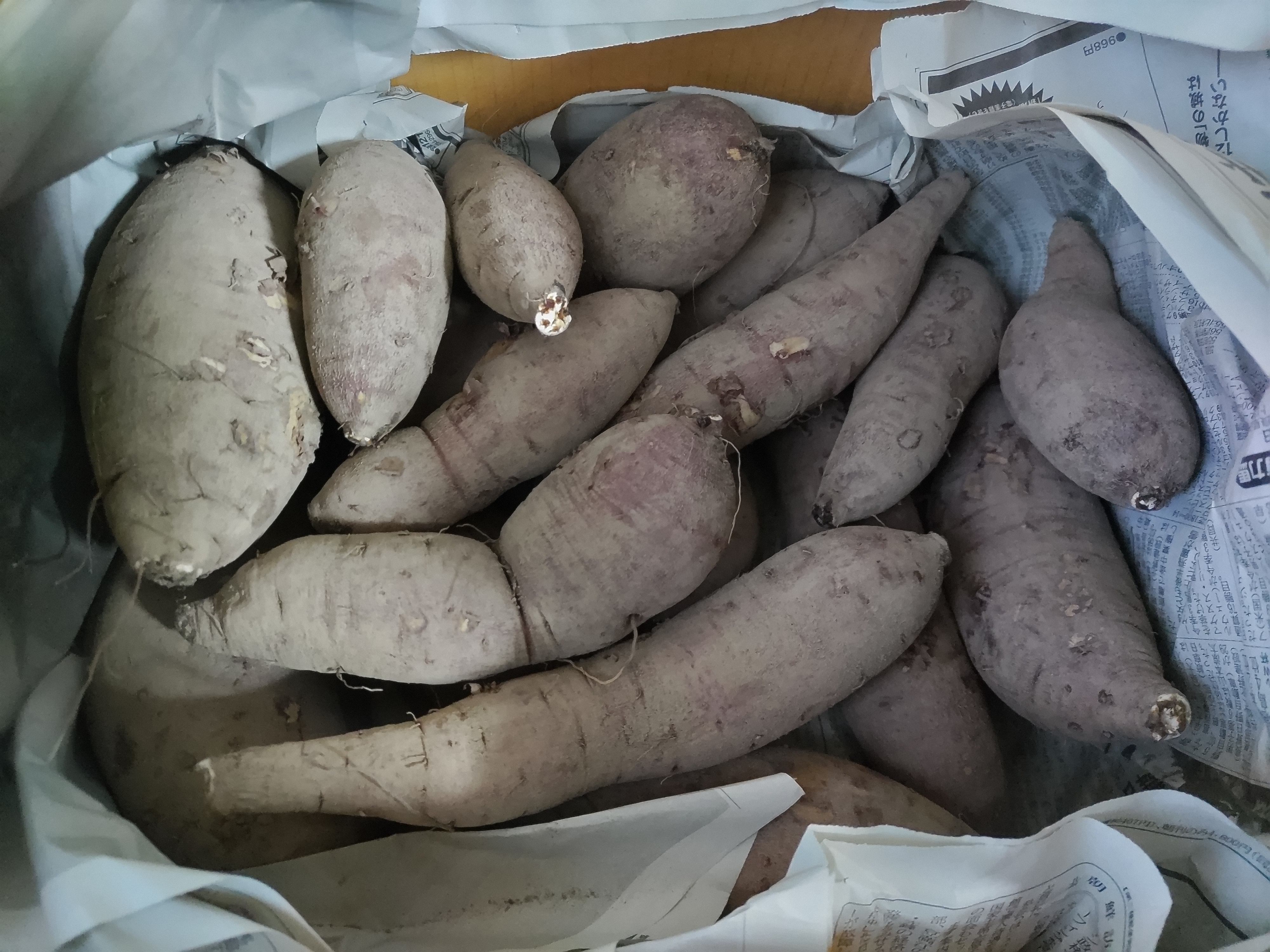 自然菜園haneの農薬肥料不使用さつまいも10kg(箱の重さ込み)【S,2S