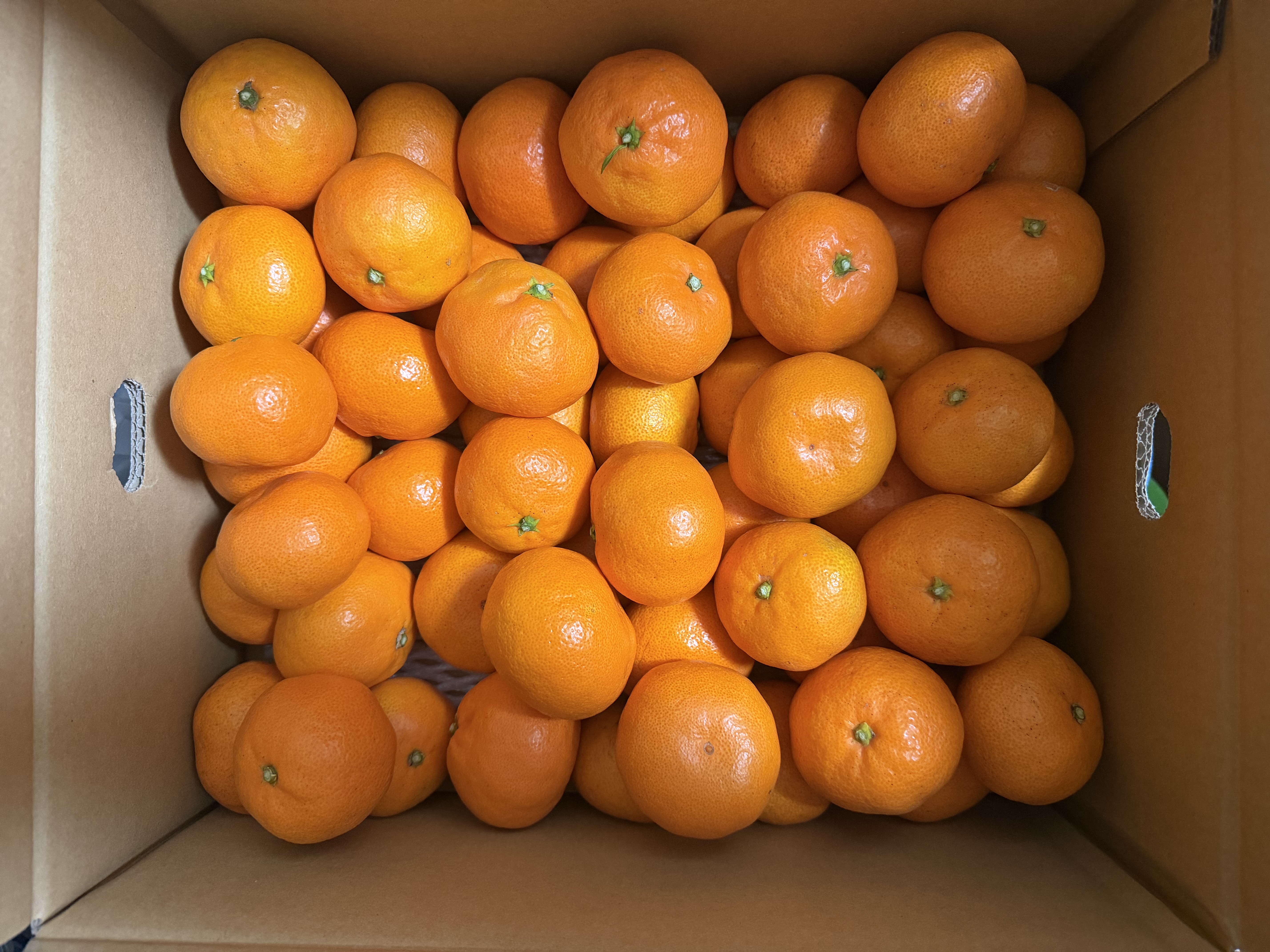 コロスケさんが CORLEO FARM の 【EHIME UWAJIMA】とろける食感の絶品