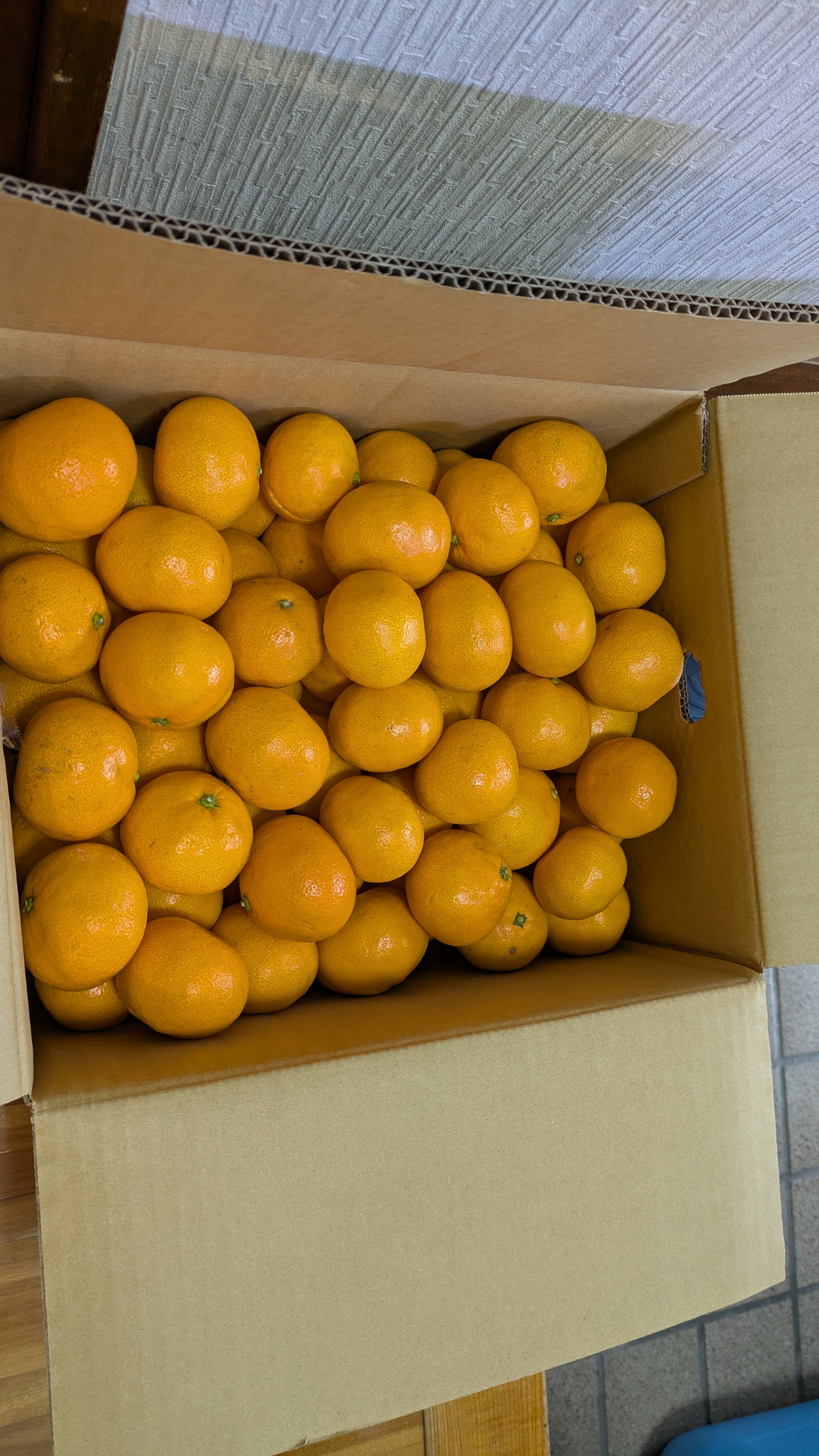 愛媛県八幡浜市産 早生みかん 10kg | 果物/温州みかん 産直アウル 農家