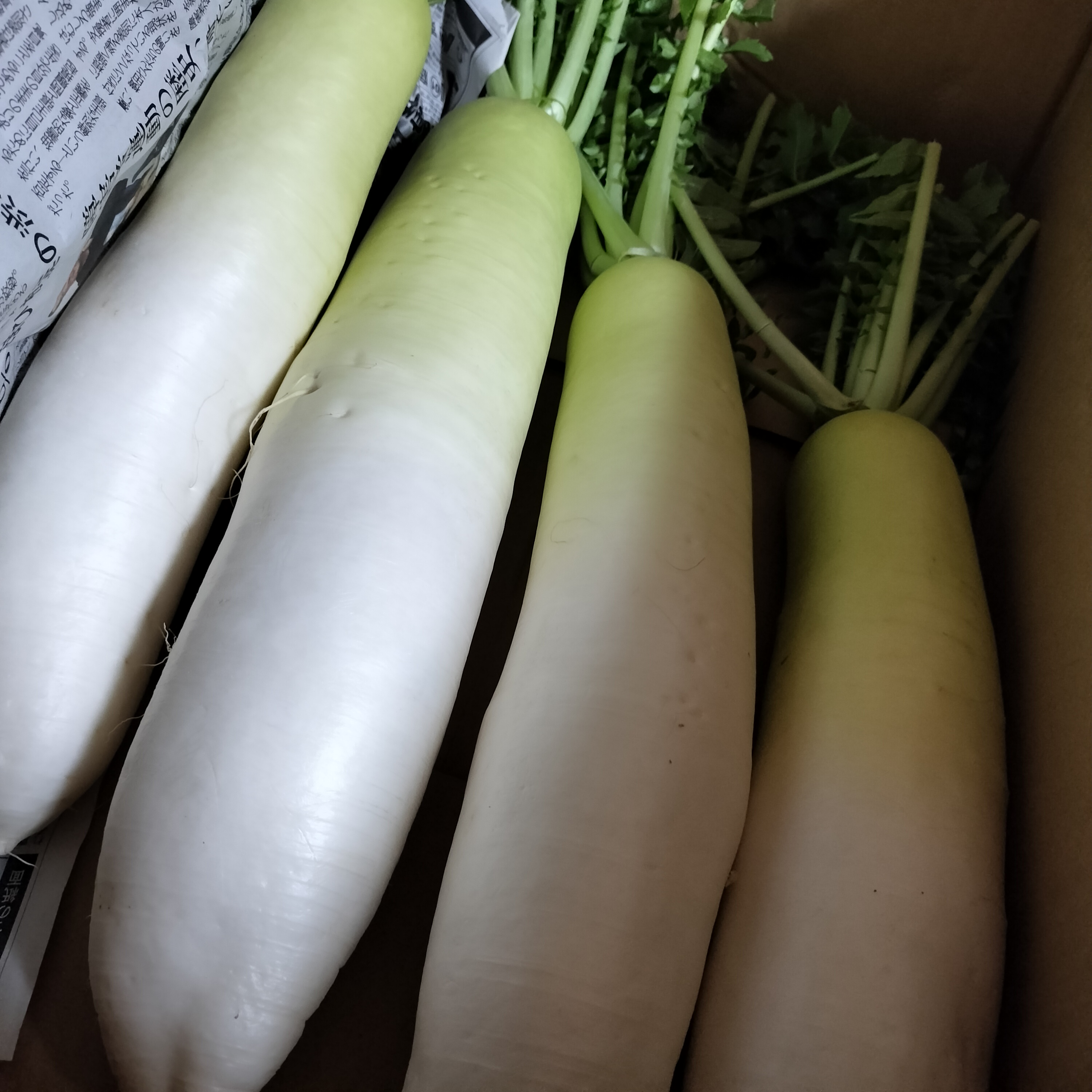 訳あり 青首大根 B品 10キロ ｜ 野菜/大根 産直アウル 農家・漁師など