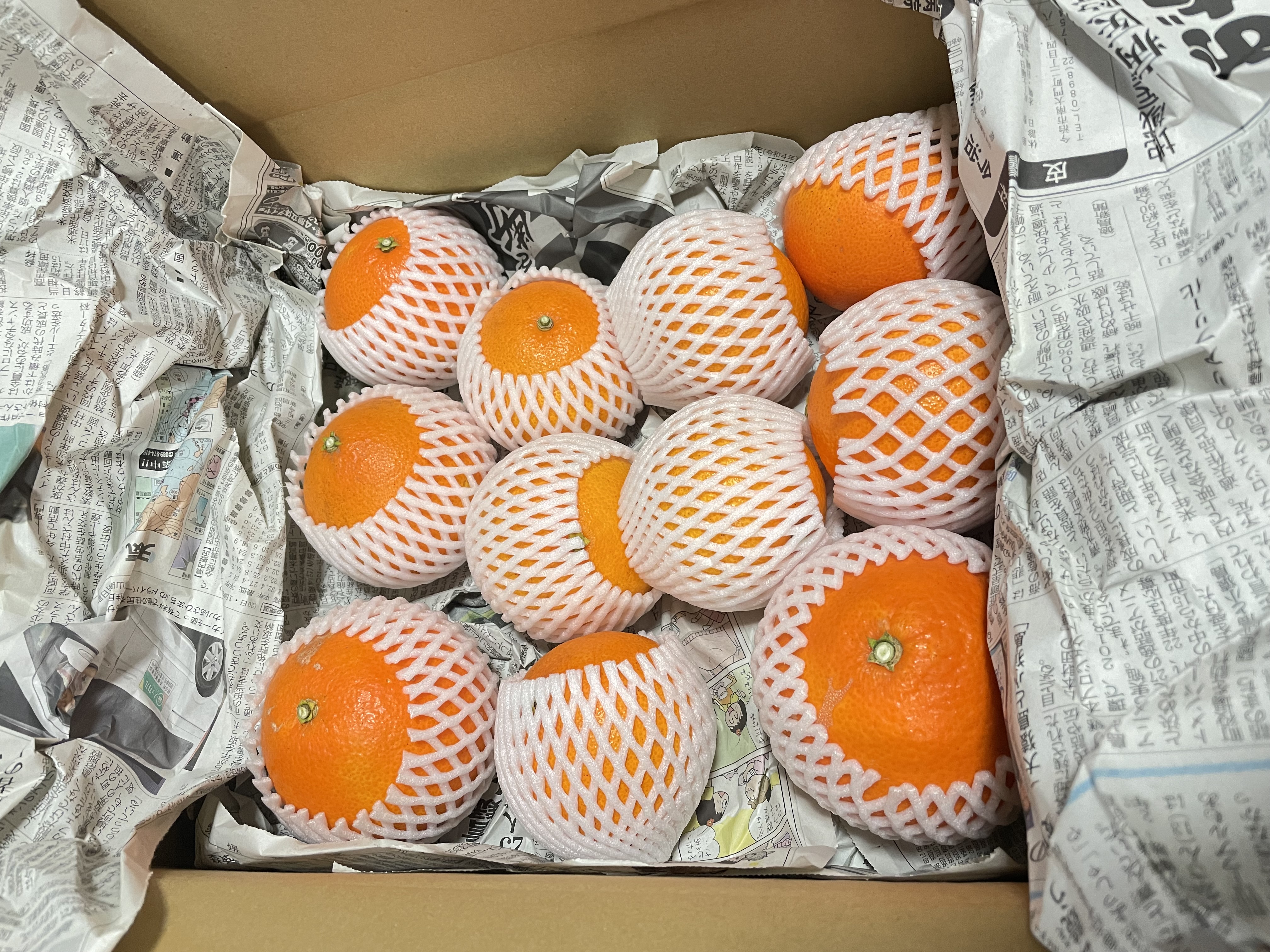 農薬不使用 甘平 2.5kg ｜ 果物/オレンジ・その他みかん 産直アウル