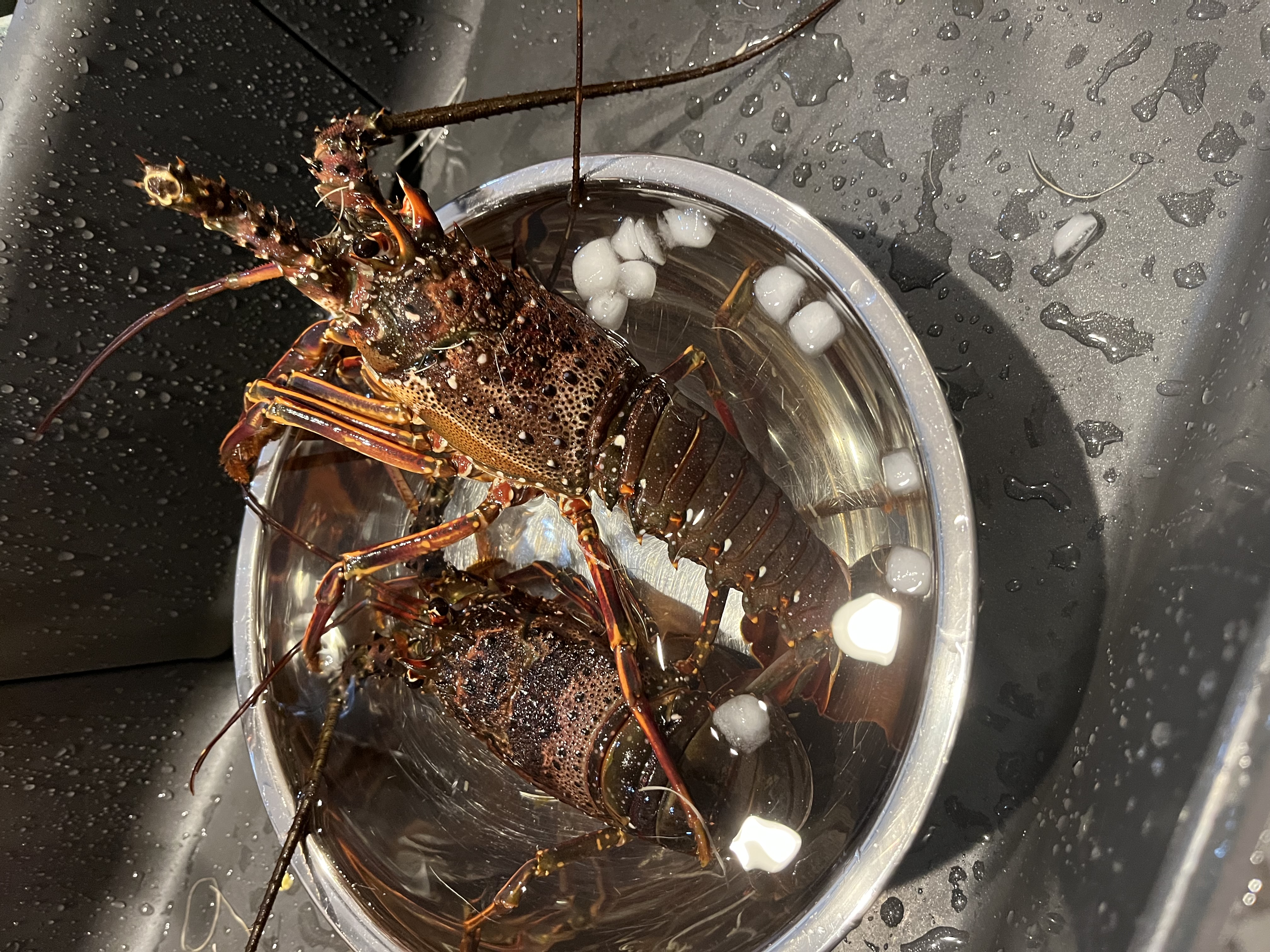 活き】活チャンバラ貝 マガキ貝 2kg サイズ色々 ｜ 魚介類/その他貝類