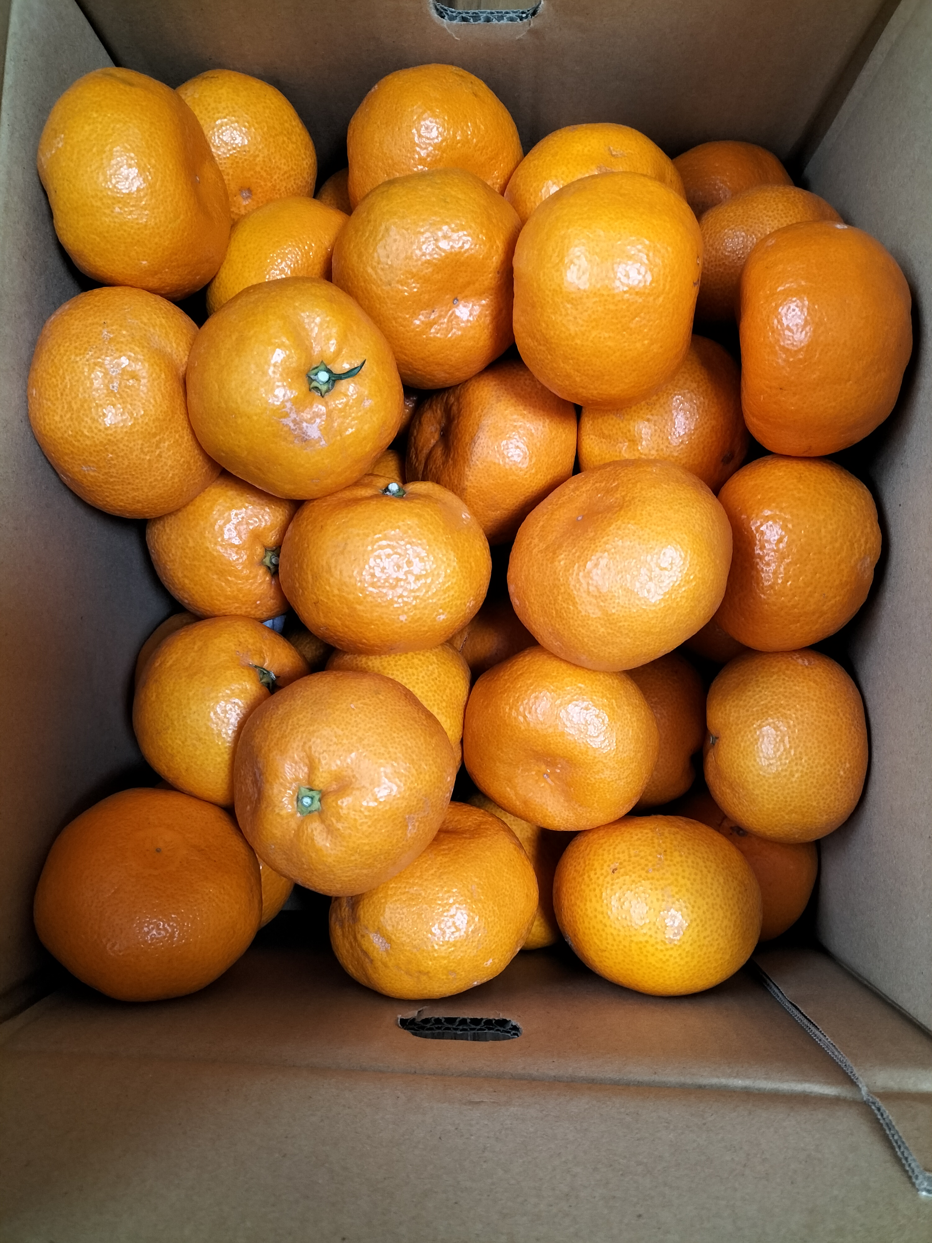 maaさんが ニノミヤファーム の 《お得な訳あり品》2Lサイズ 段畑