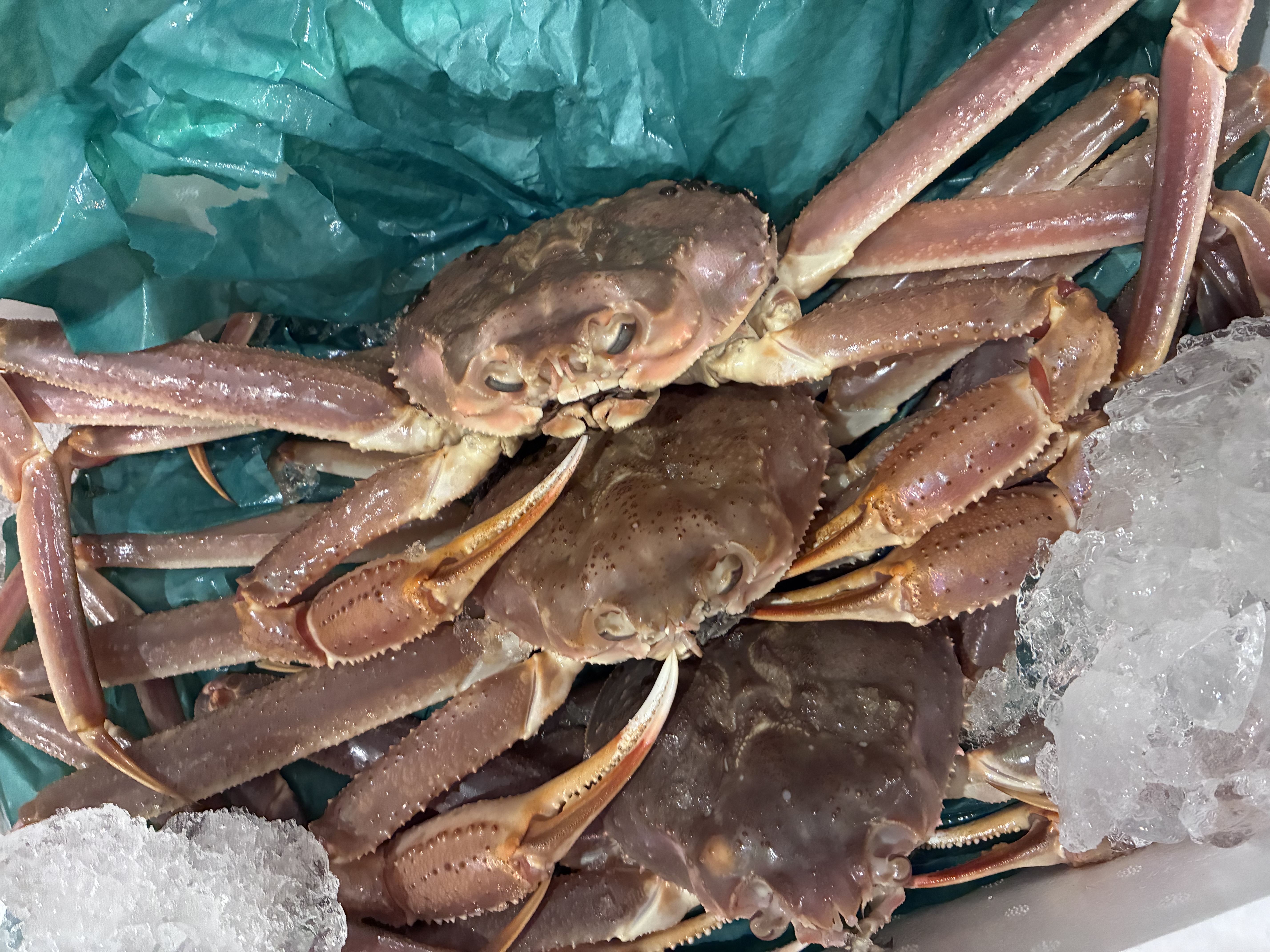訳あり生本ズワイガニ 約4キロ入り ｜ 魚介類/カニ 産直アウル 農家