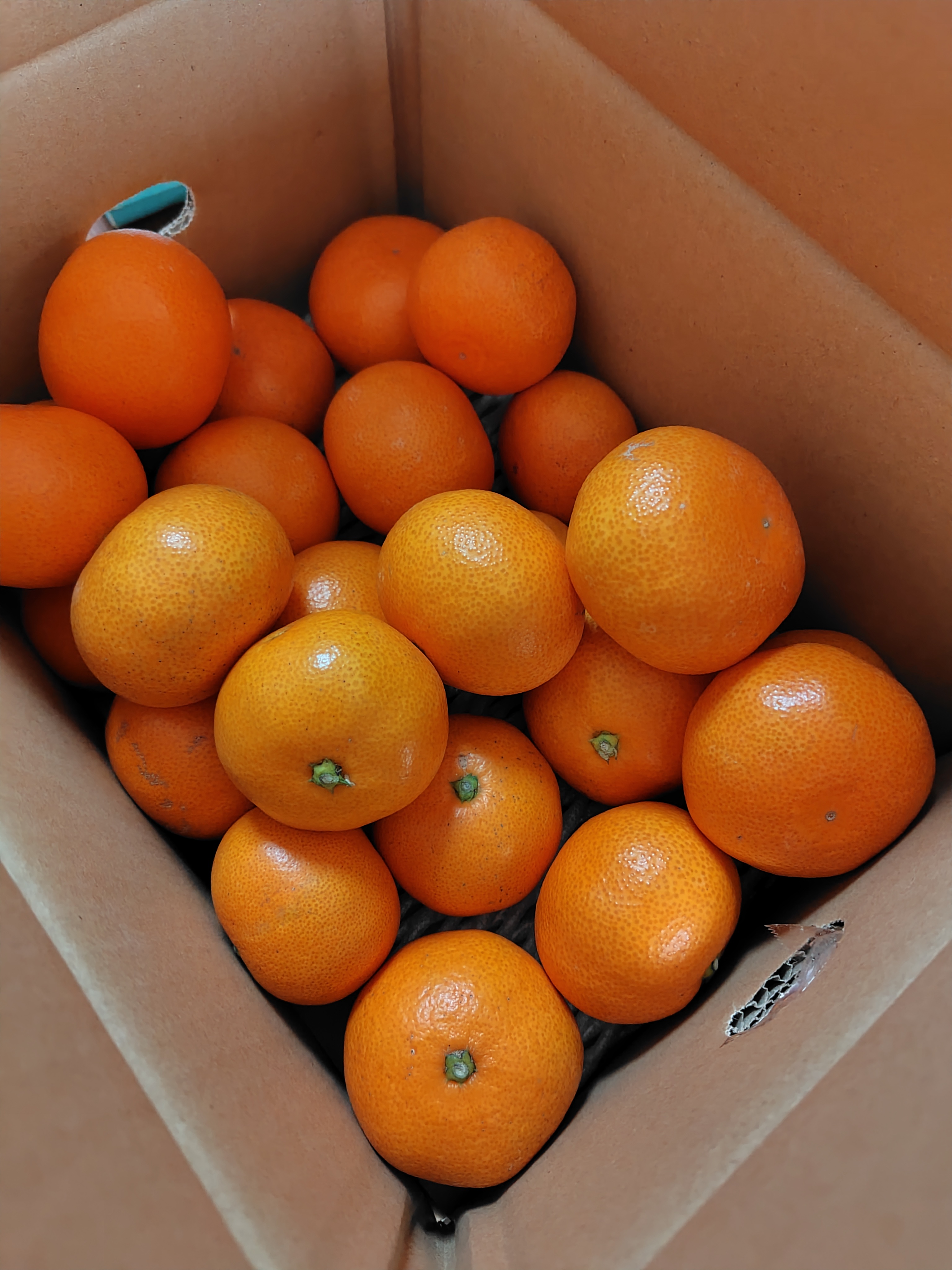 154愛媛県産 不知火 デコポン 家庭用 14㎏ 154愛媛県産 不知火 デコポン 家庭用 14㎏ 148923348_o2.jpg? 154愛媛県産