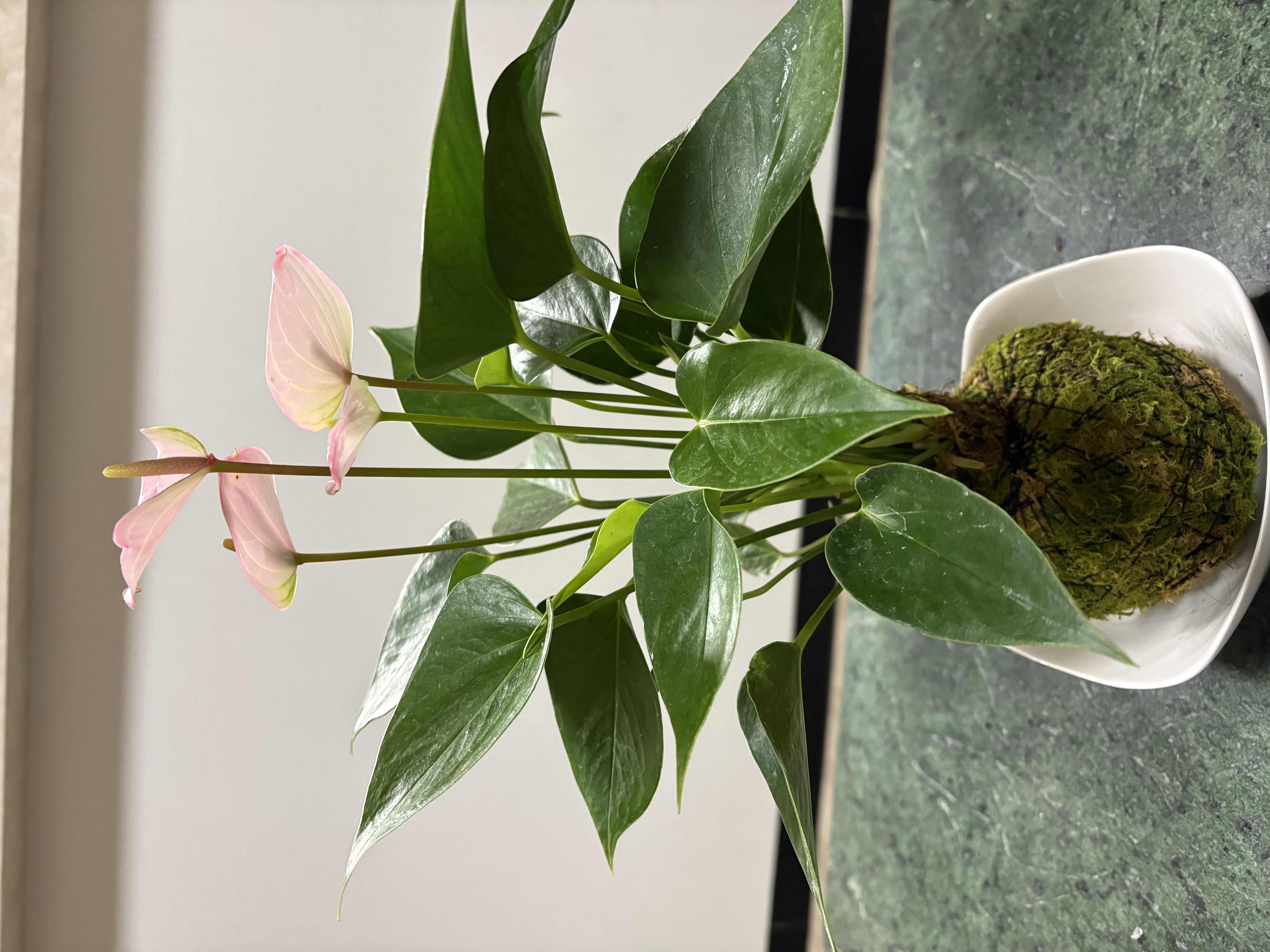 40㌢！大王松 松葉 ｜ 花・植物/花・植物 産直アウル 農家・漁師など