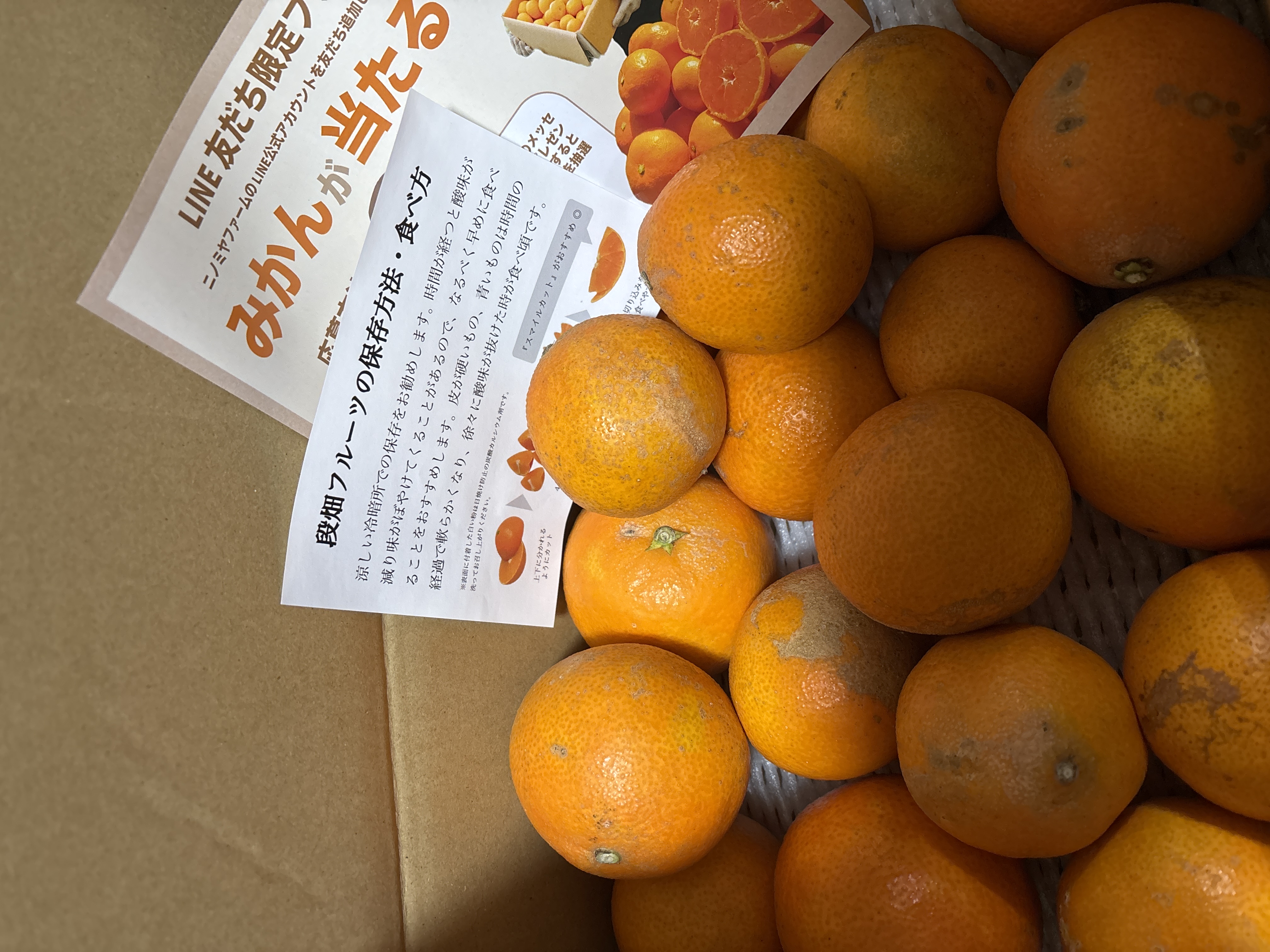 残りわずか】訳アリ！傷アリ！段畑まどんな 4キロ 訳あり品 | 果物