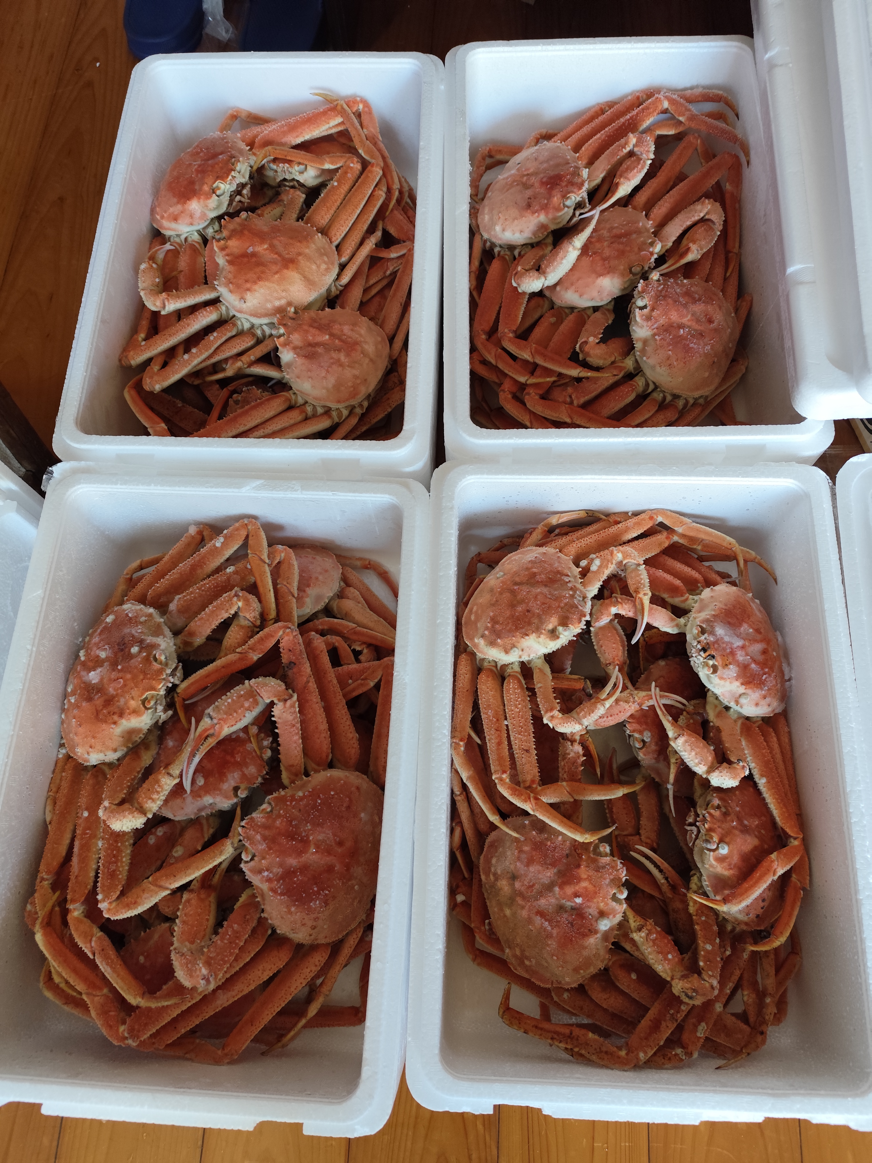 北海道産オオズワイガニ(メス)生冷凍2kg詰め 味噌汁用 ｜ 魚介類/カニ