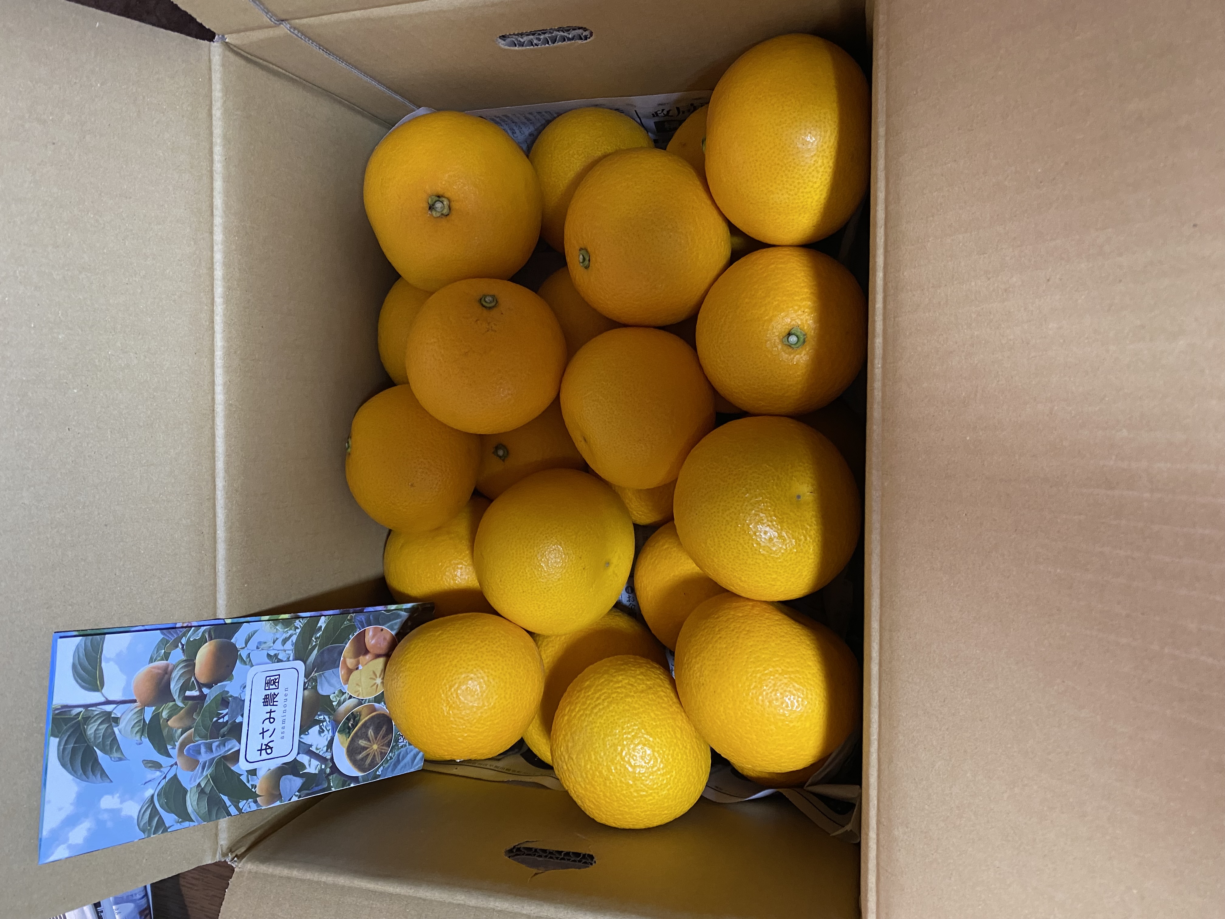 ほろ苦ジューシー♪八朔（8k） | 果物/オレンジ・その他みかん 産直