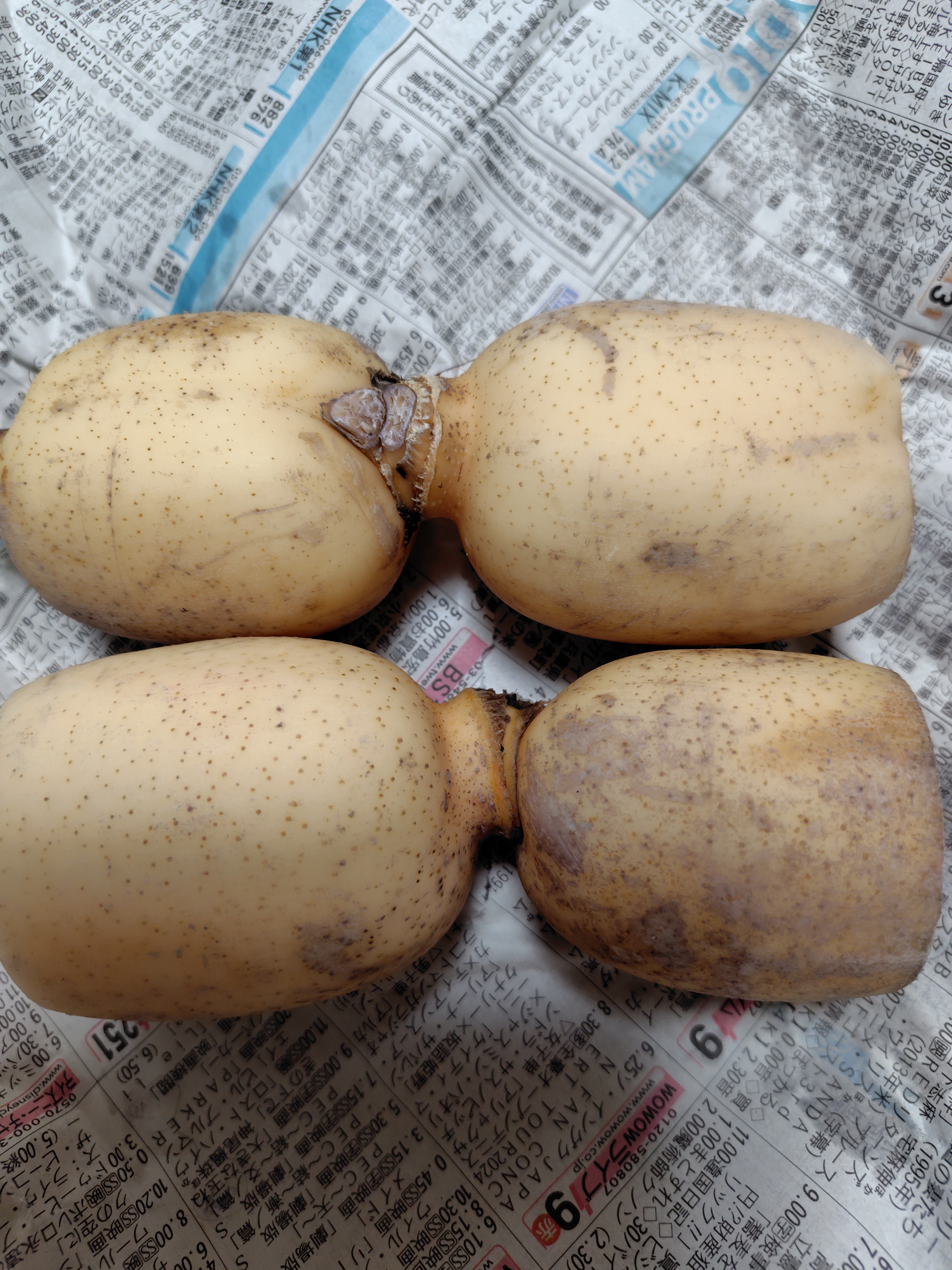 訳ありレンコン2キロ！ ｜ 野菜/蓮根 産直アウル 農家・漁師など生産者