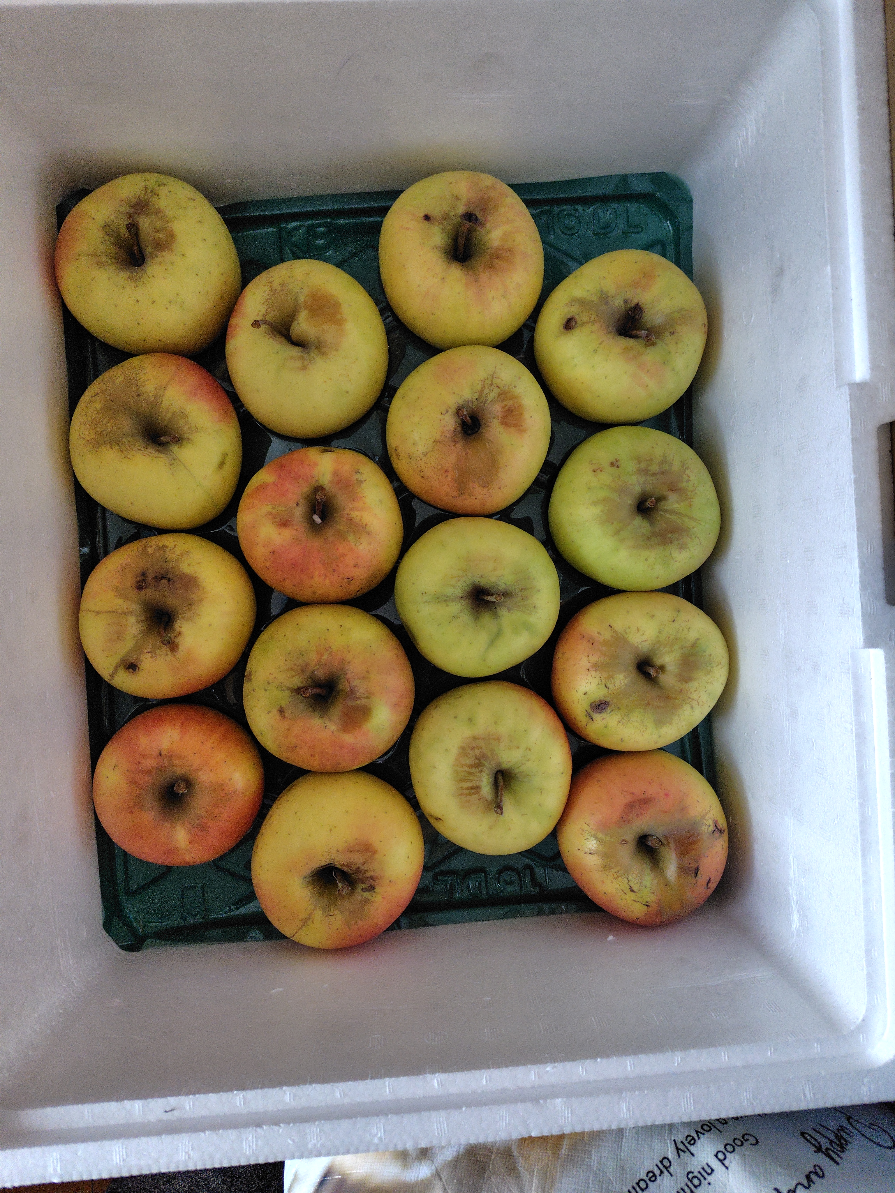 ジロー ぐんま名月傷なし7kg×2 楽天市場】ぐんま名月の通販