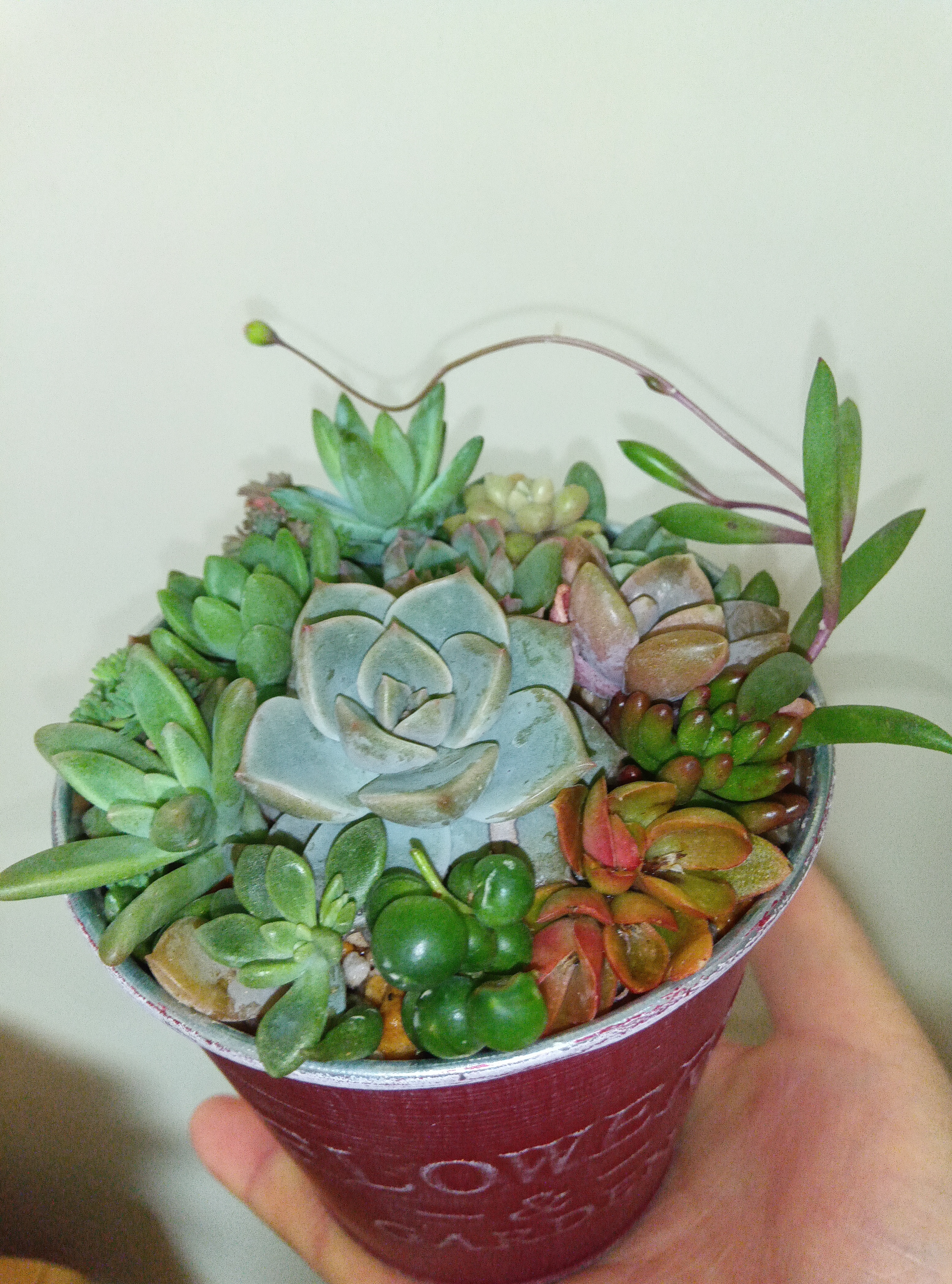 多肉植物カット苗の詰め合わせ | 花・植物/花・植物 産直アウル 農家