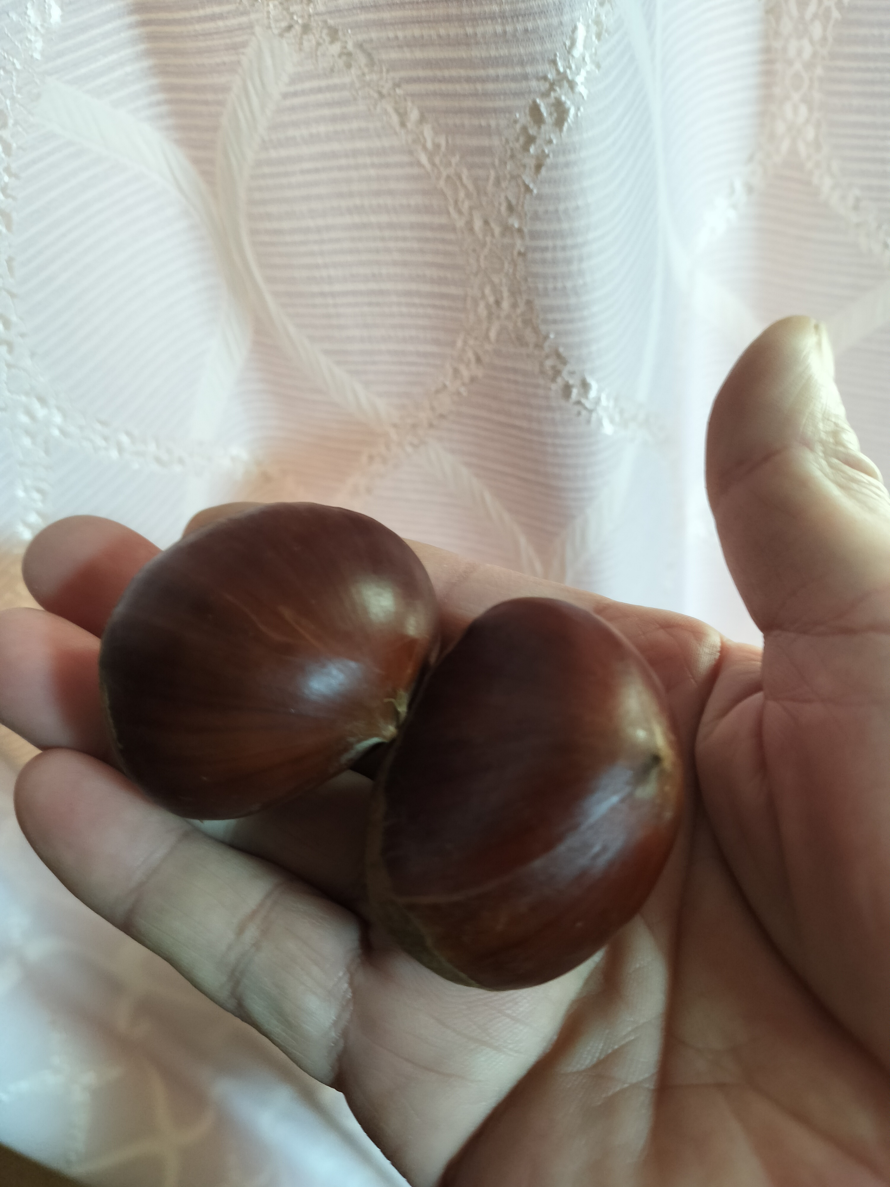 茨城県産　特大和栗！6キロ2Lサイズ以上 茨城県産 生栗 約2キロ 2Lサイズ 送料無料 大粒栗 和栗 くり マロン