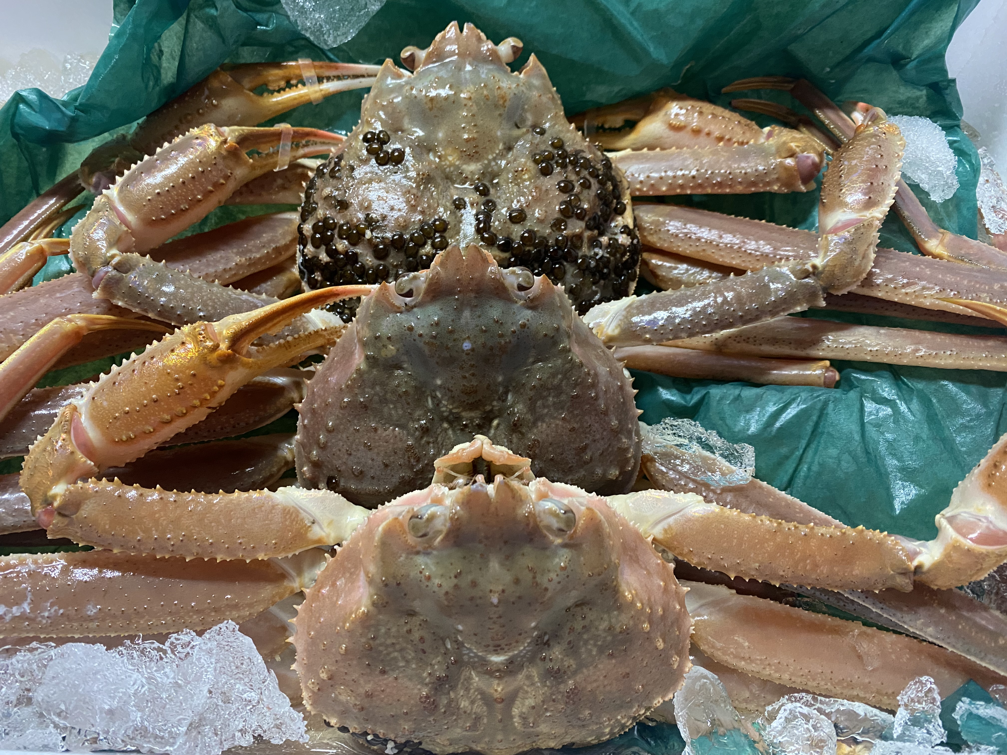 訳あり生本ズワイガニ 約4キロ入り ｜ 魚介類/カニ 産直アウル 農家