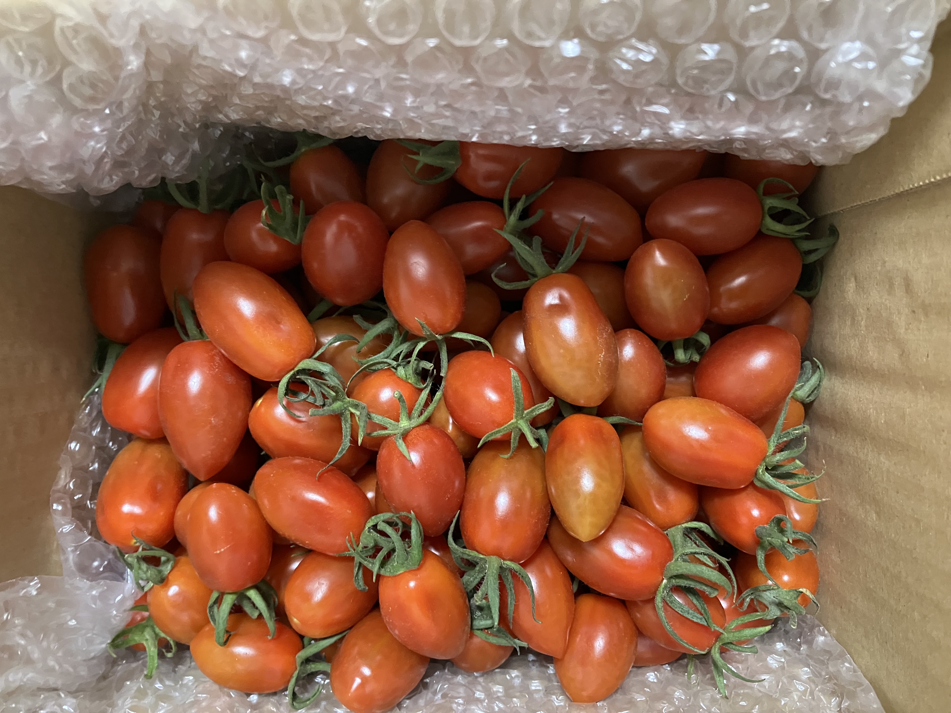 フラガールトマト赤：橙 1kg（500g×2袋） ｜ 野菜/トマト 産直アウル