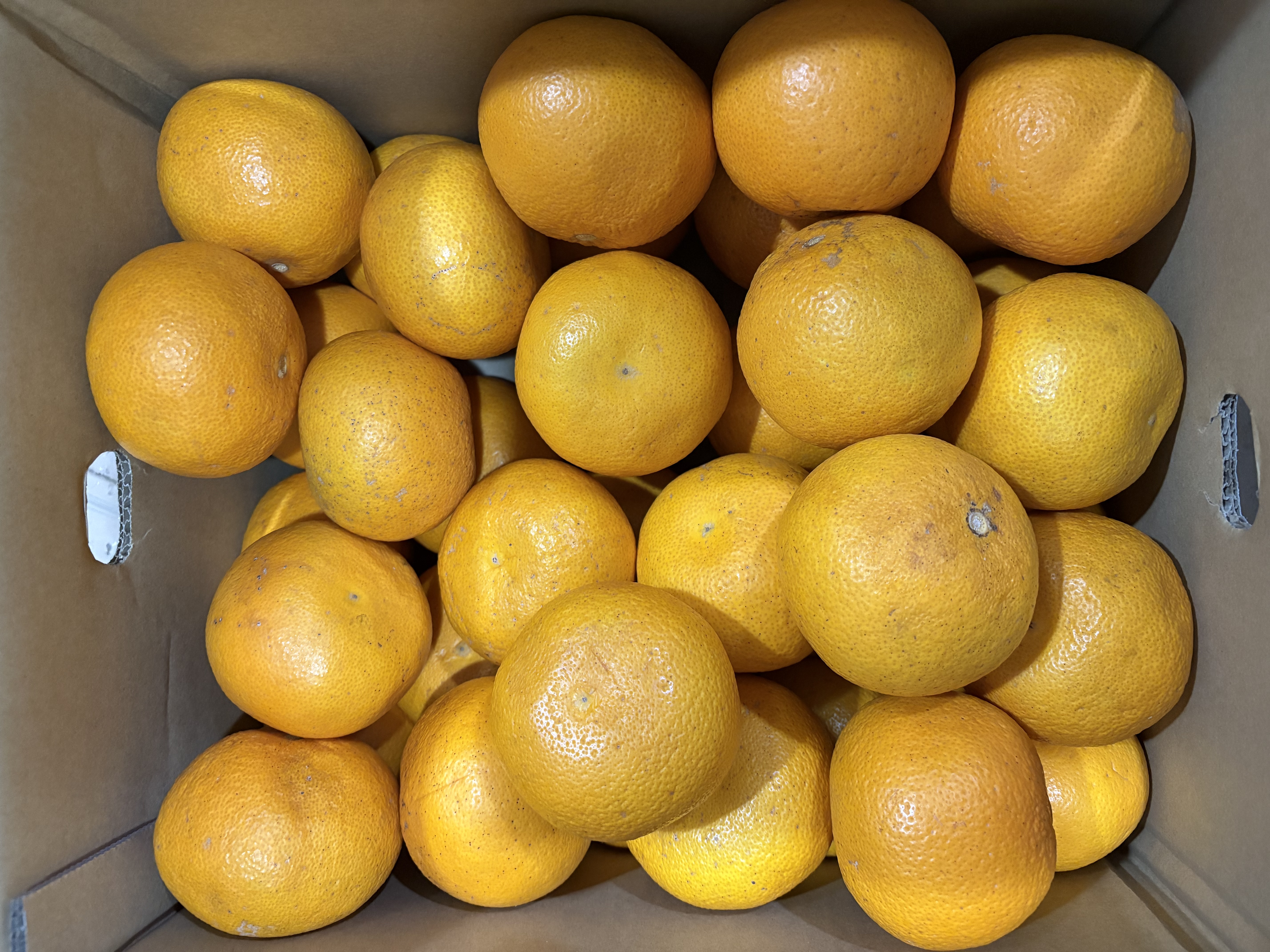 早生八朔　L、Mサイズ20kg、5 八朔 はっさく 20kg 送料無料 無農薬 ノーワックス 農園直送 木成り