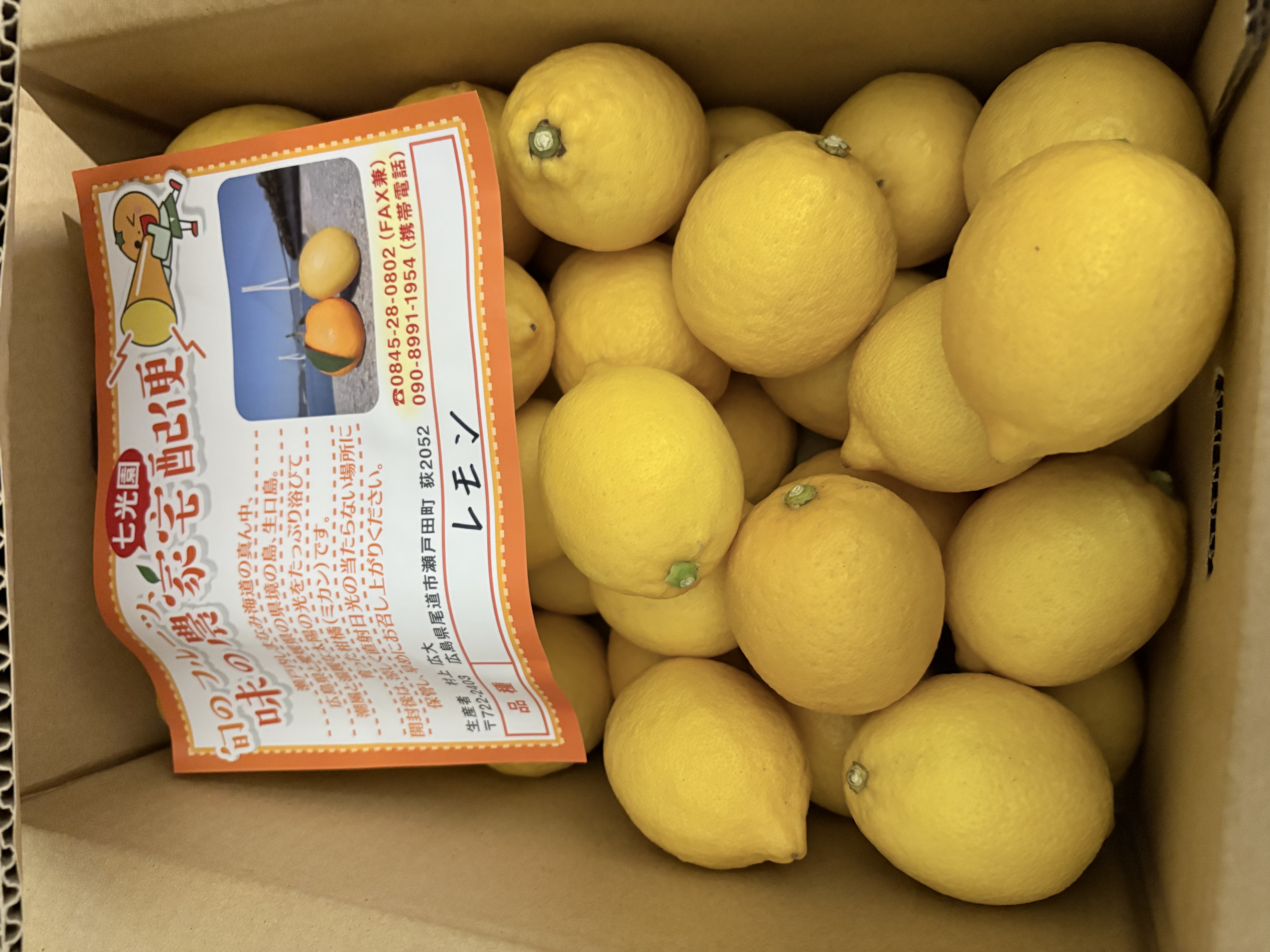 瀬戸田産 ネーブルオレンジ 20kg サイズ混合 送料込み】国産オレンジの島育ち ネーブルオレンジ 5kg ｜ 果物