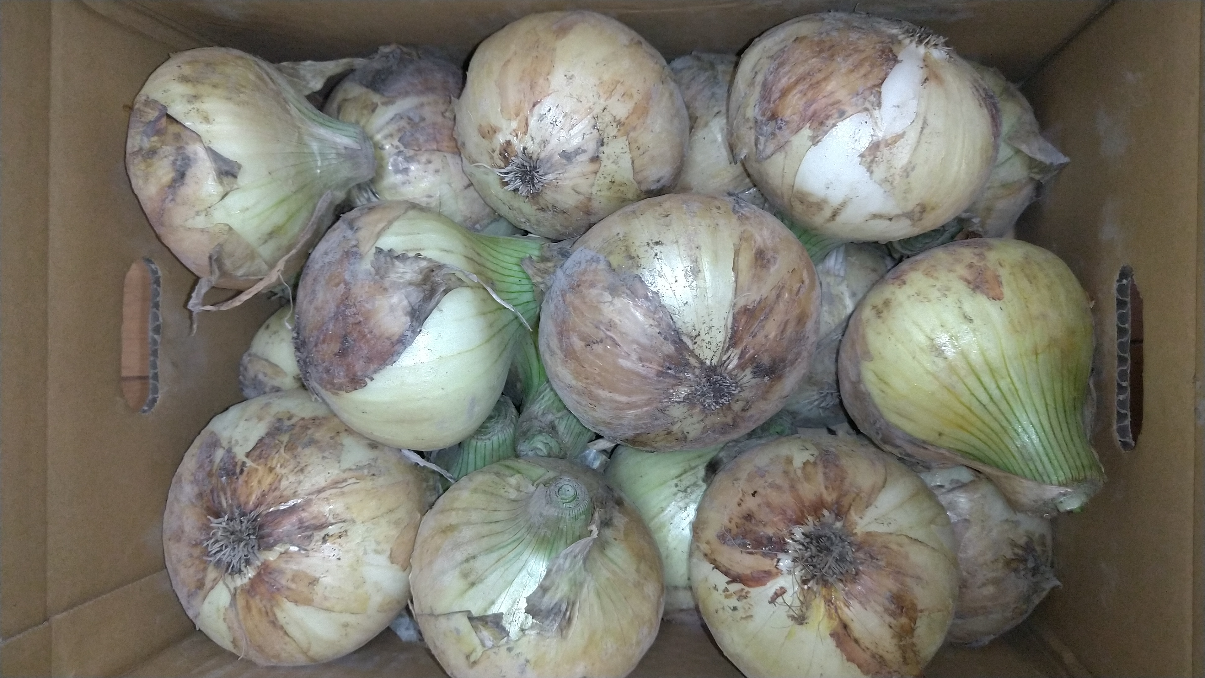 訳あり淡路島極早生 新玉ねぎ10kg ｜ 野菜/玉ねぎ 産直アウル 農家 