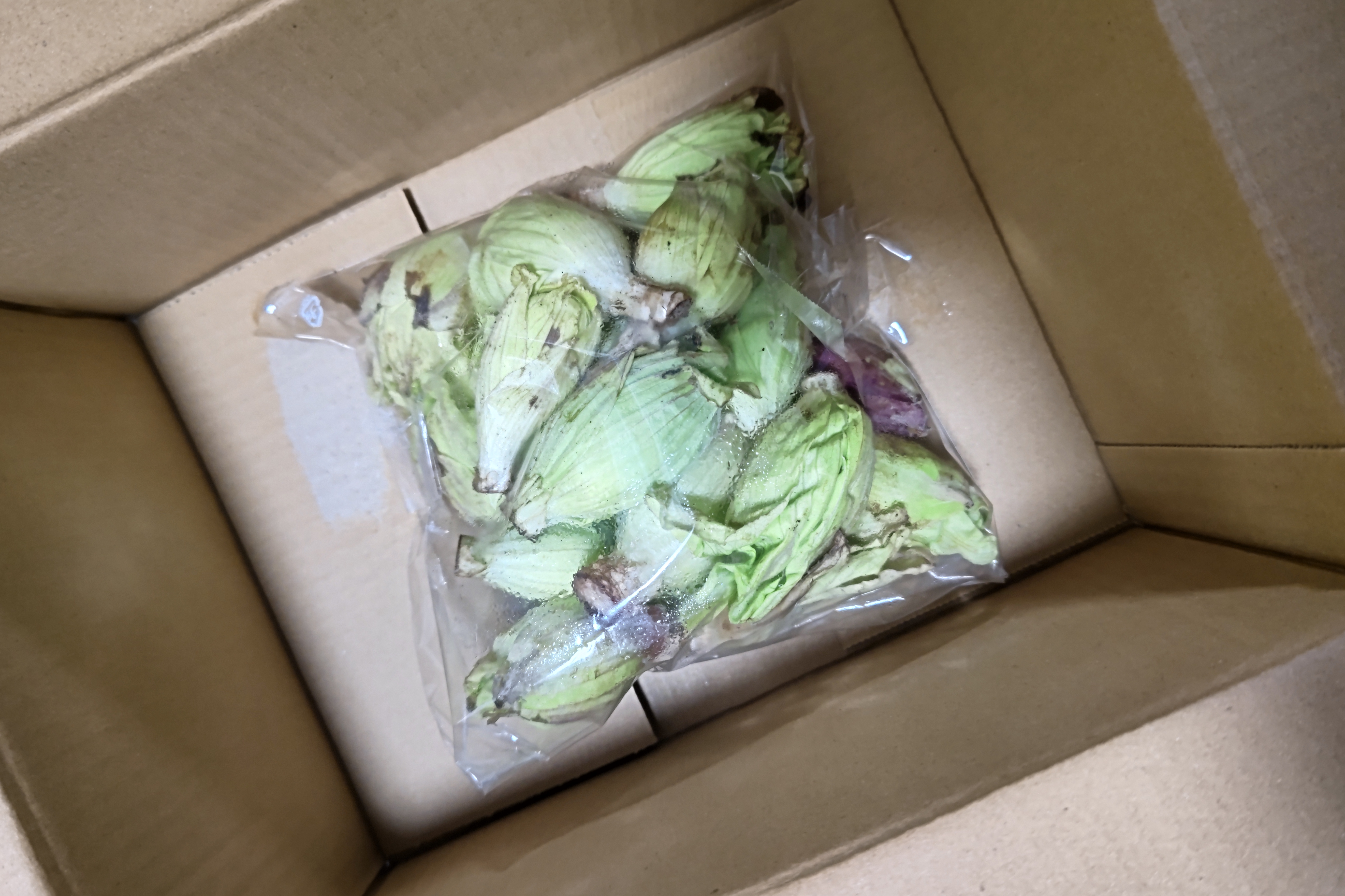 天然の春の味覚】岩手県産ふきのとう – 自然の恵みを新鮮直送 ｜ 野菜