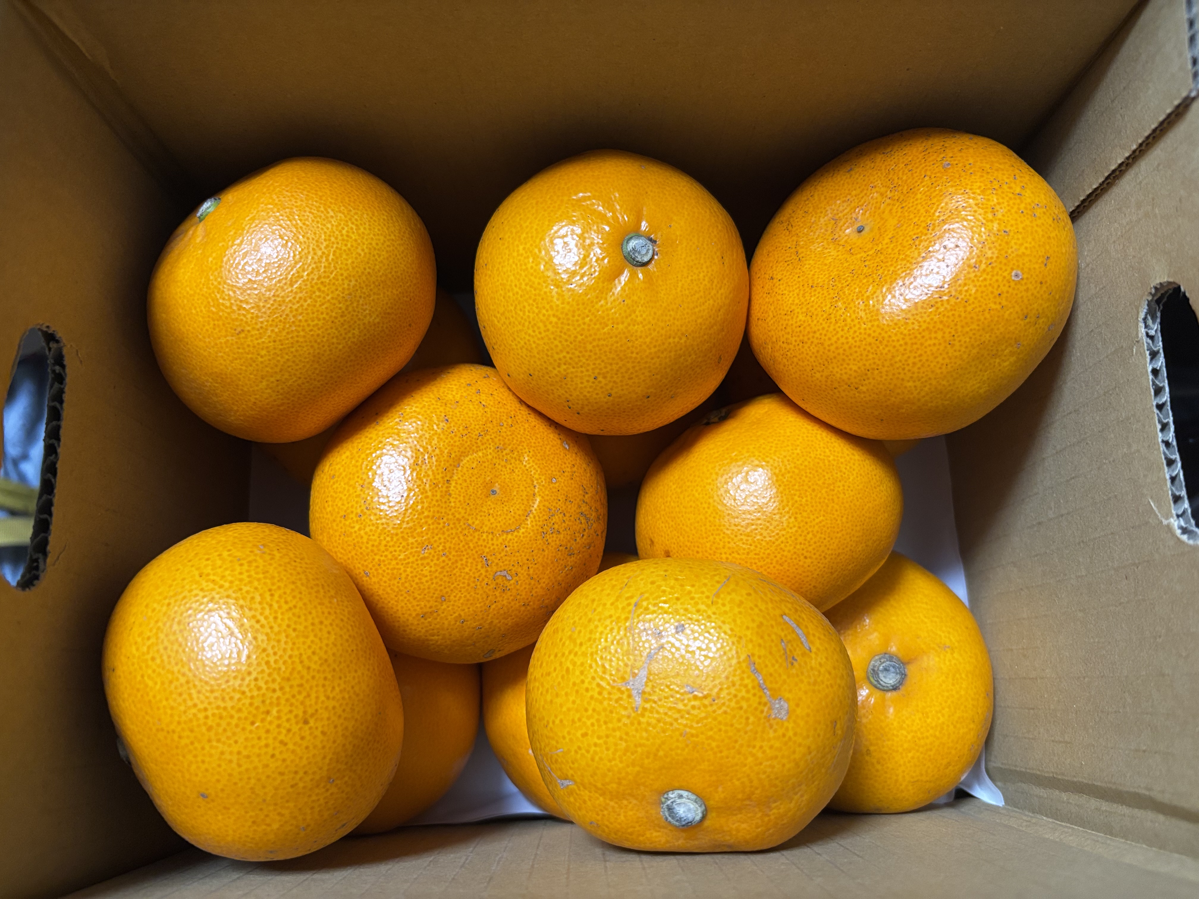 せとか　愛媛県産 2L等級 果物 5kg 愛媛県産 せとか ご家庭用5kg - 愛媛県産 せとか