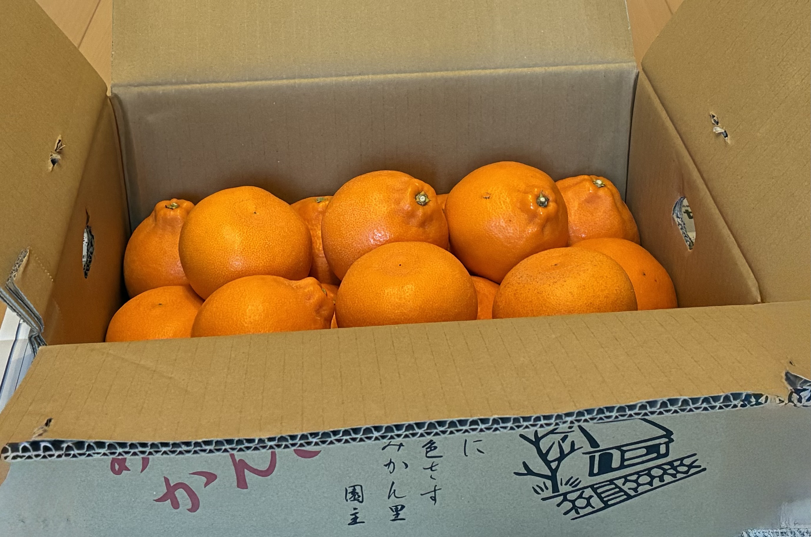 こだわりの津之輝2kg ｜ 果物/オレンジ・その他みかん 産直アウル 農家