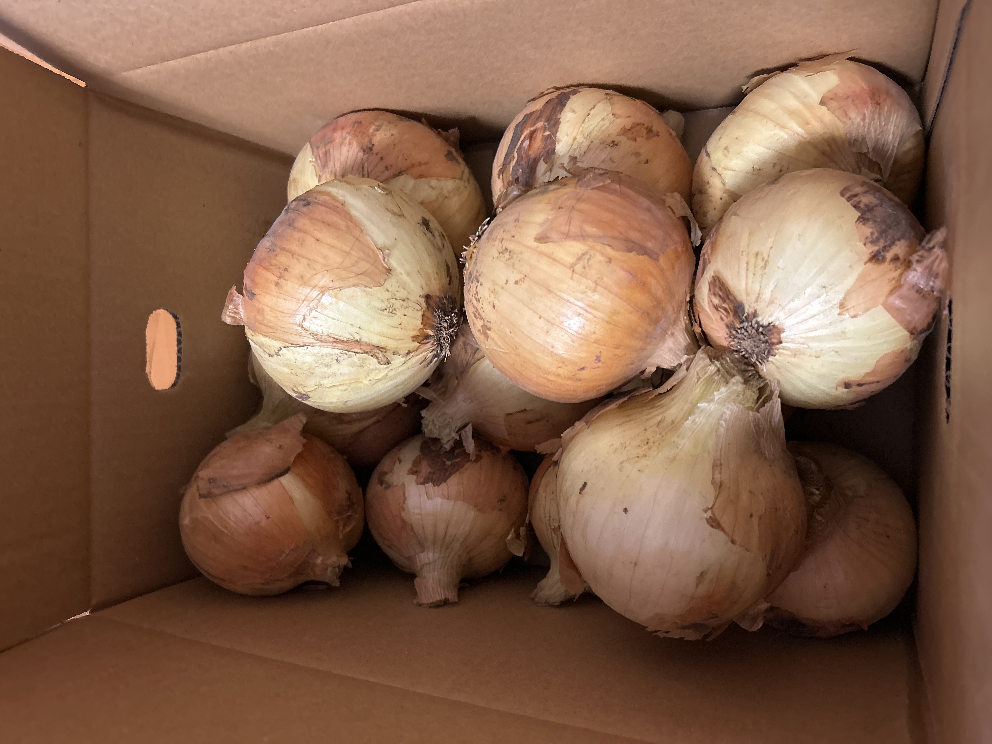 千葉県 白子町産 新玉ねぎ 20kg 白子町産 新玉ねぎ（ソニック）20kg ｜ 野菜/玉ねぎ 産直アウル 農家