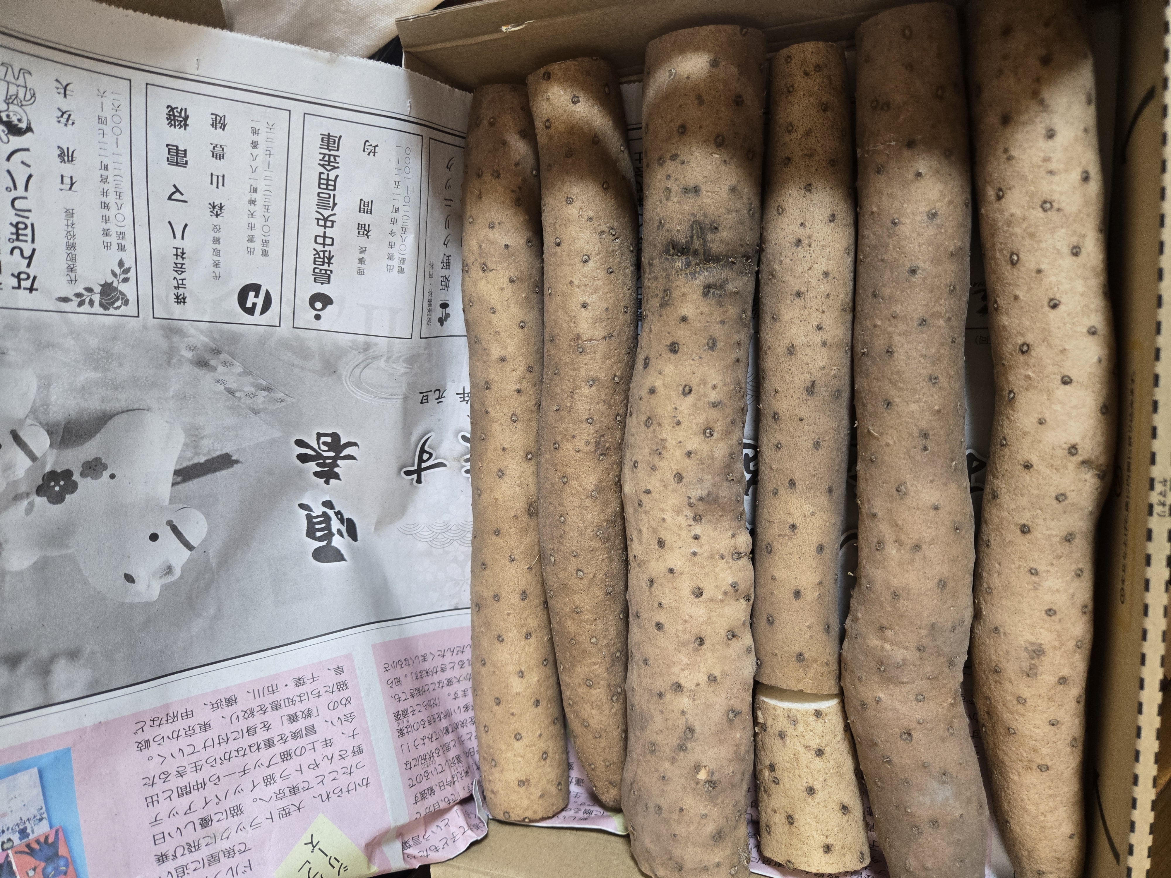 鳥取県産】粘り抜群 ねばりっこ 10kg ヒゲ焼きなし ｜ 野菜/長いも・山