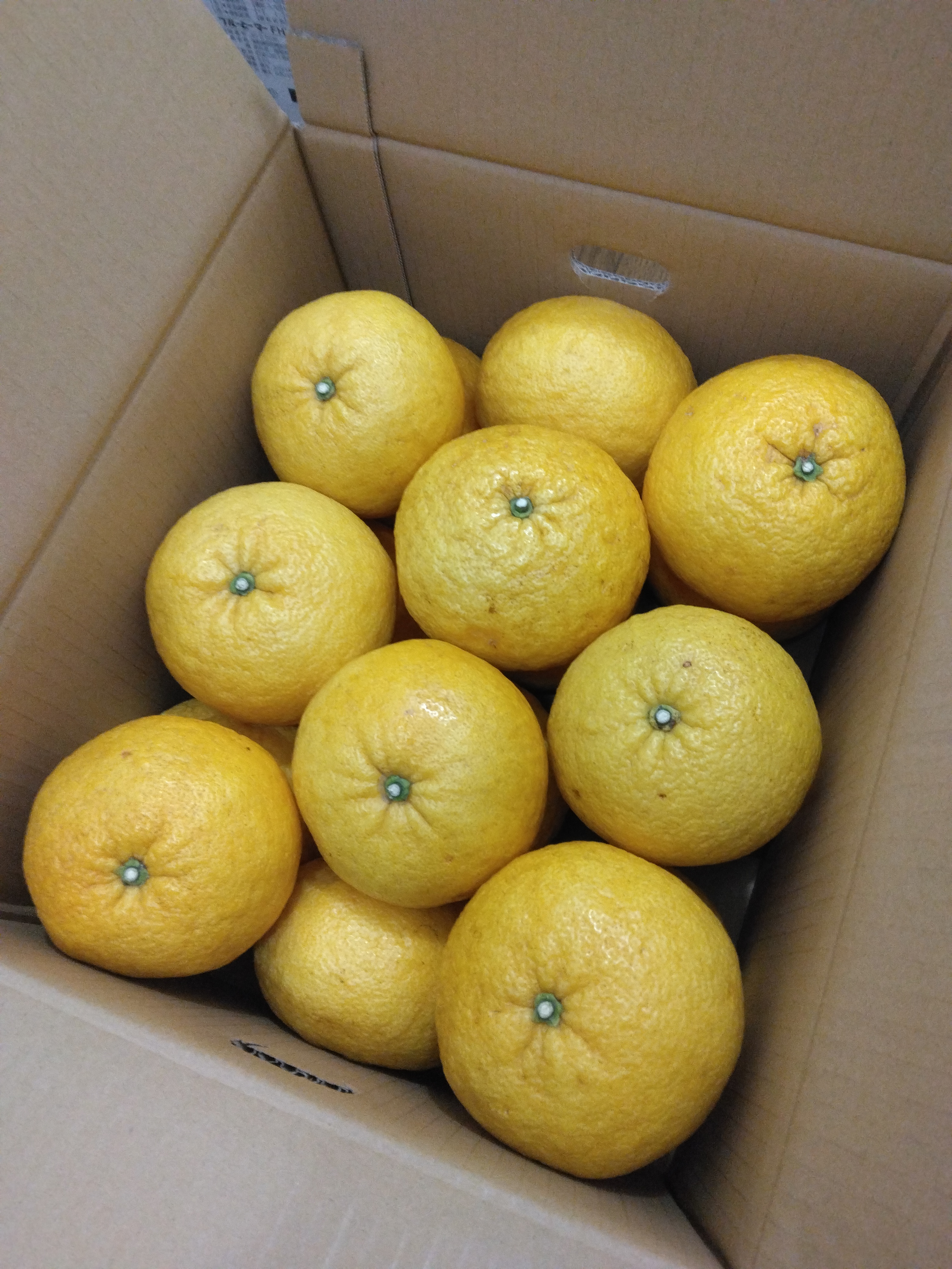 甘夏みかん 秀品Mサイズ 9Kg ｜ 果物/その他果物 産直アウル 農家