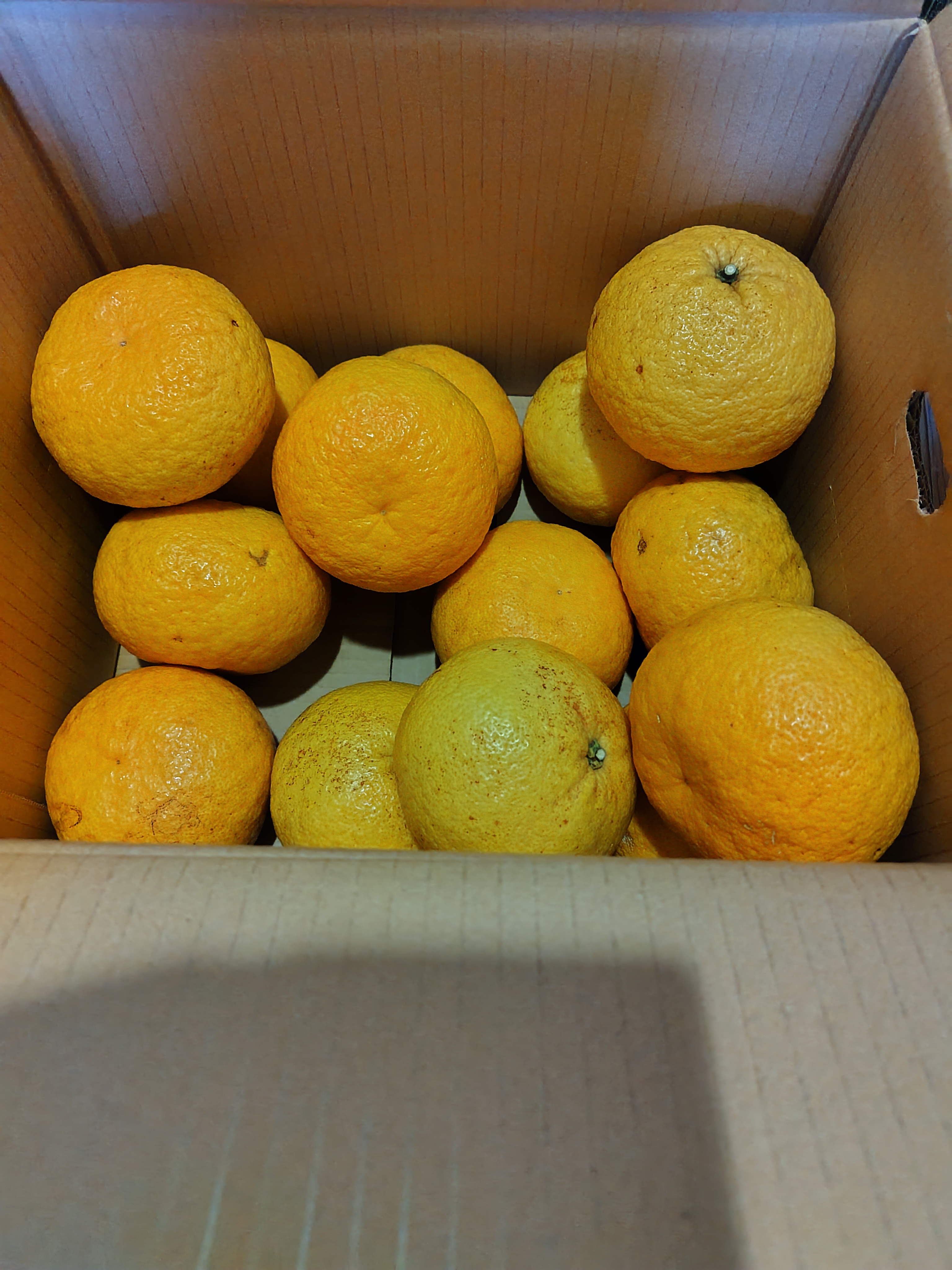生なり完熟 甘夏みかん 訳アリ Lサイズ 箱込み10Kg ｜ 果物/オレンジ