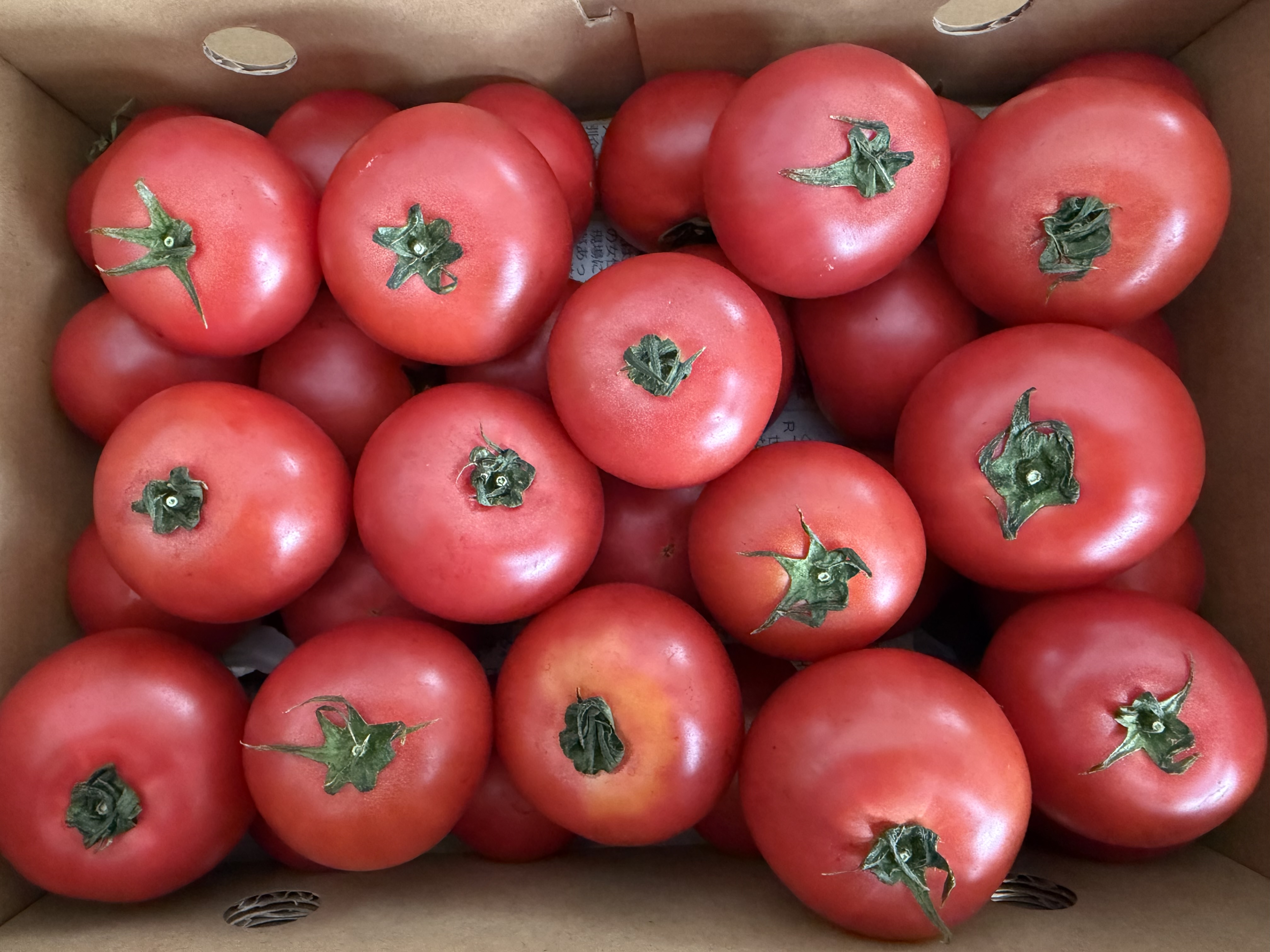 2kg朝採れカラフルミニトマト ｜ 野菜/トマト 産直アウル 農家・漁師 