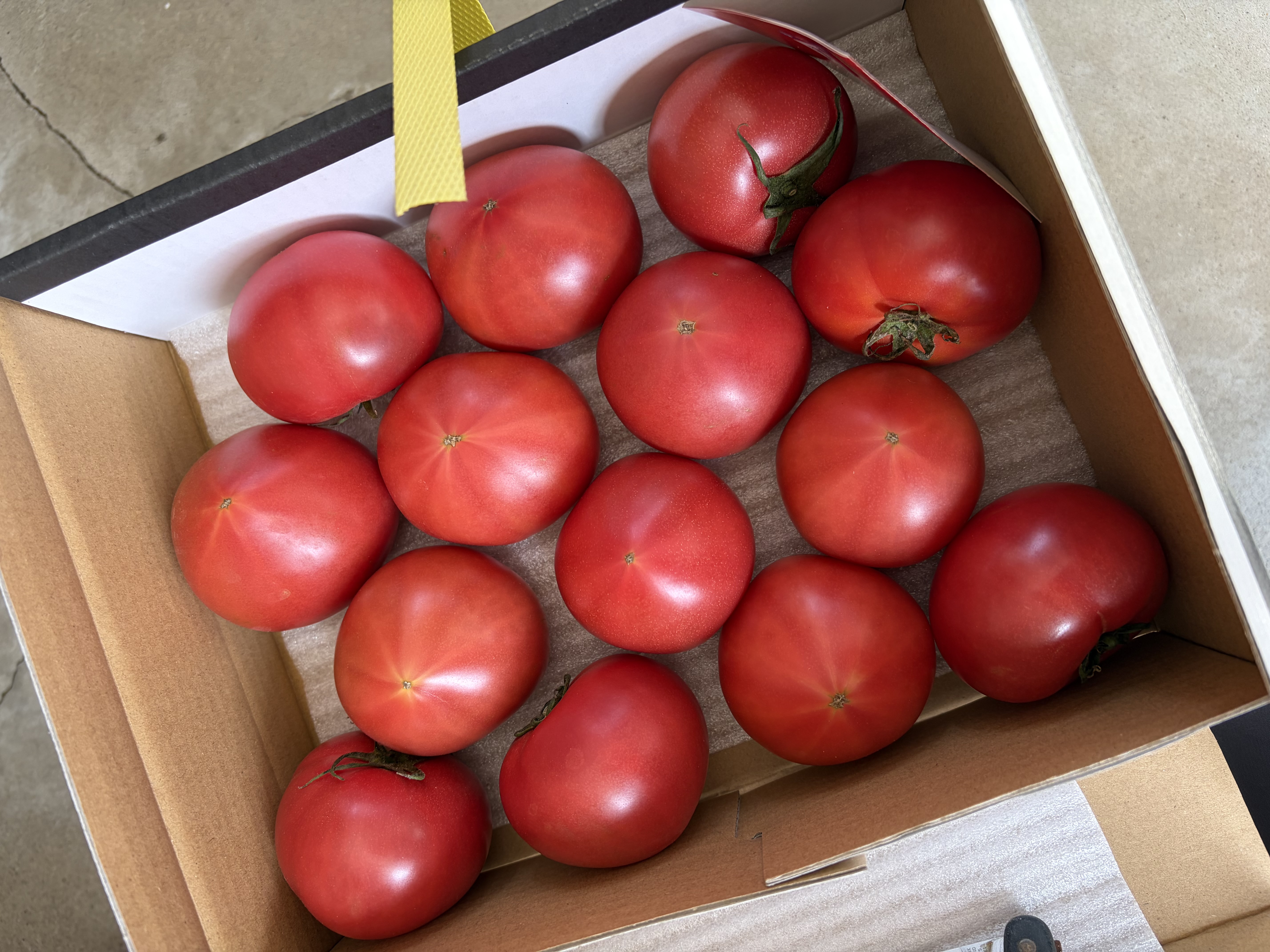 赤熟もぎり！水耕栽培の王様トマトM玉12個（2キロ箱） ｜ 野菜/トマト