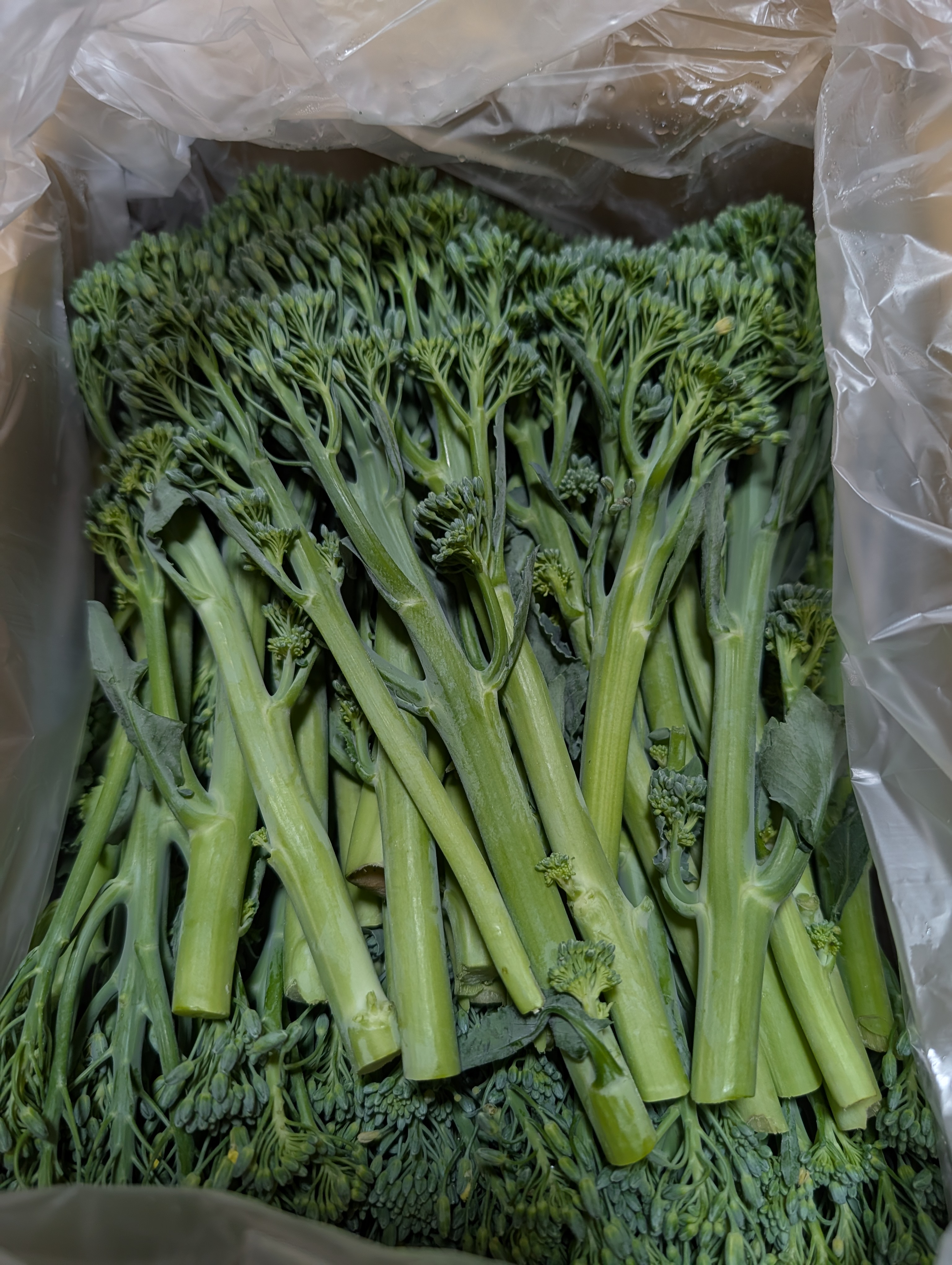 茎だけスティックセニョール ｜ 野菜/その他野菜 産直アウル 農家 