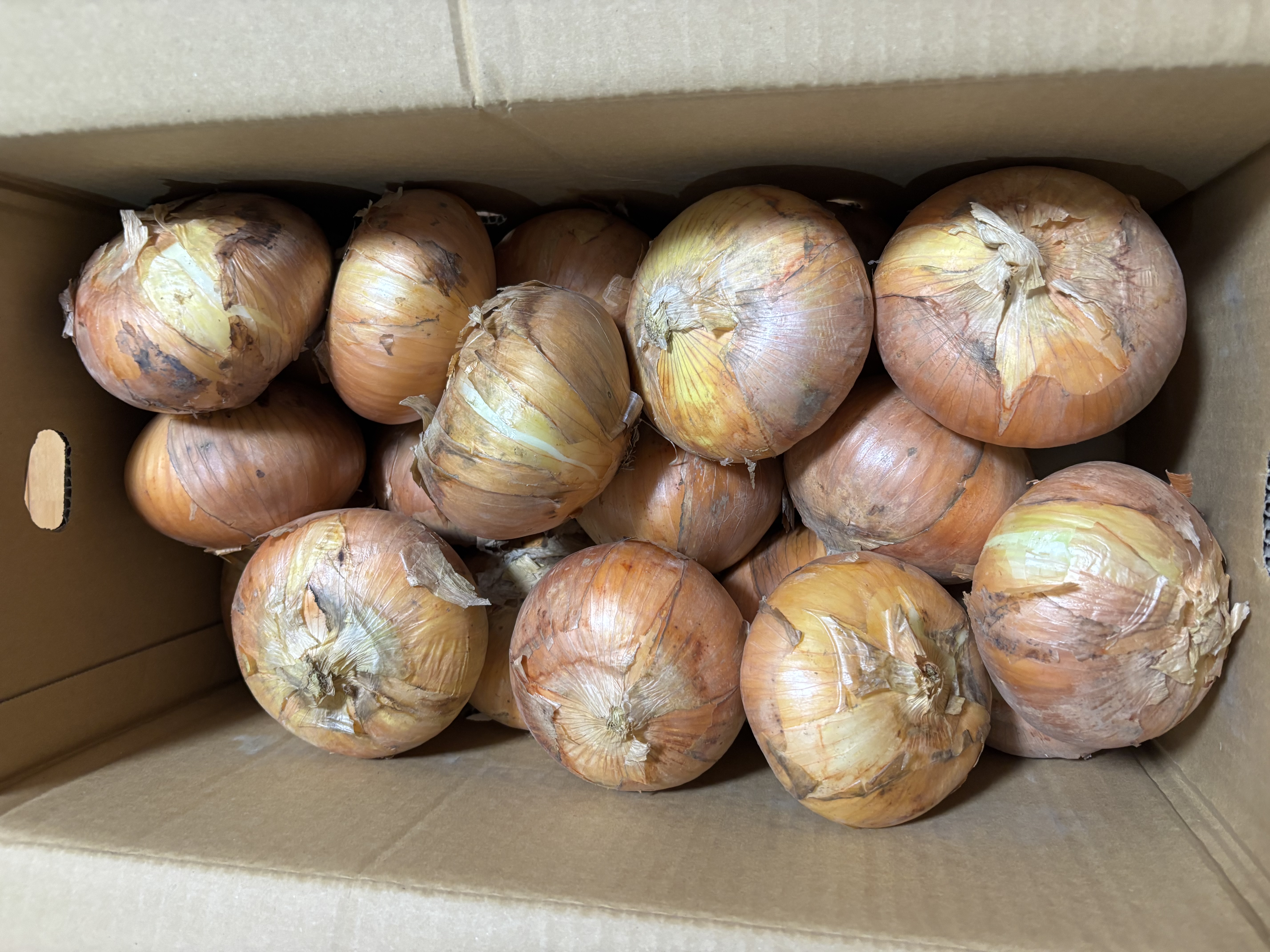 千葉県白子町産 新玉ねぎ ソニック 5kg ｜ 野菜/玉ねぎ 産直アウル
