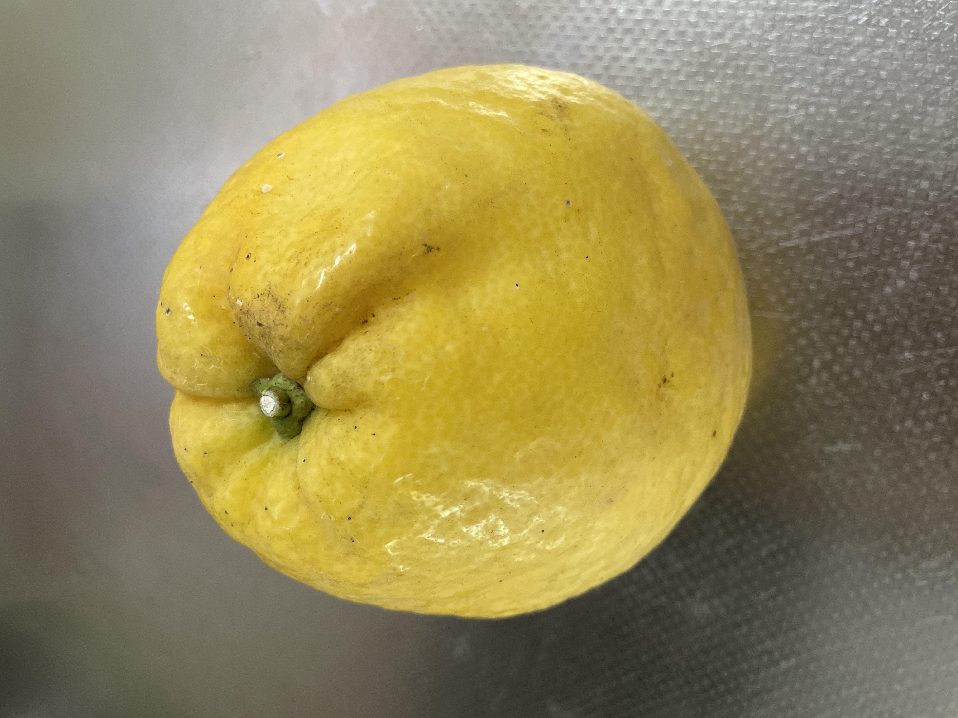 家庭用】せとか 5kg トロ～リ食感 柑橘の大トロ 高級柑橘 愛媛みかん