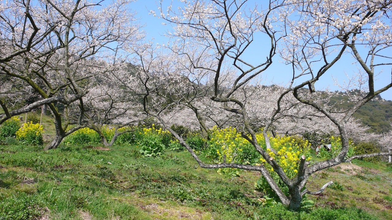 Kinyuji Ume (Japanese apricot) Orchard - Guidoor