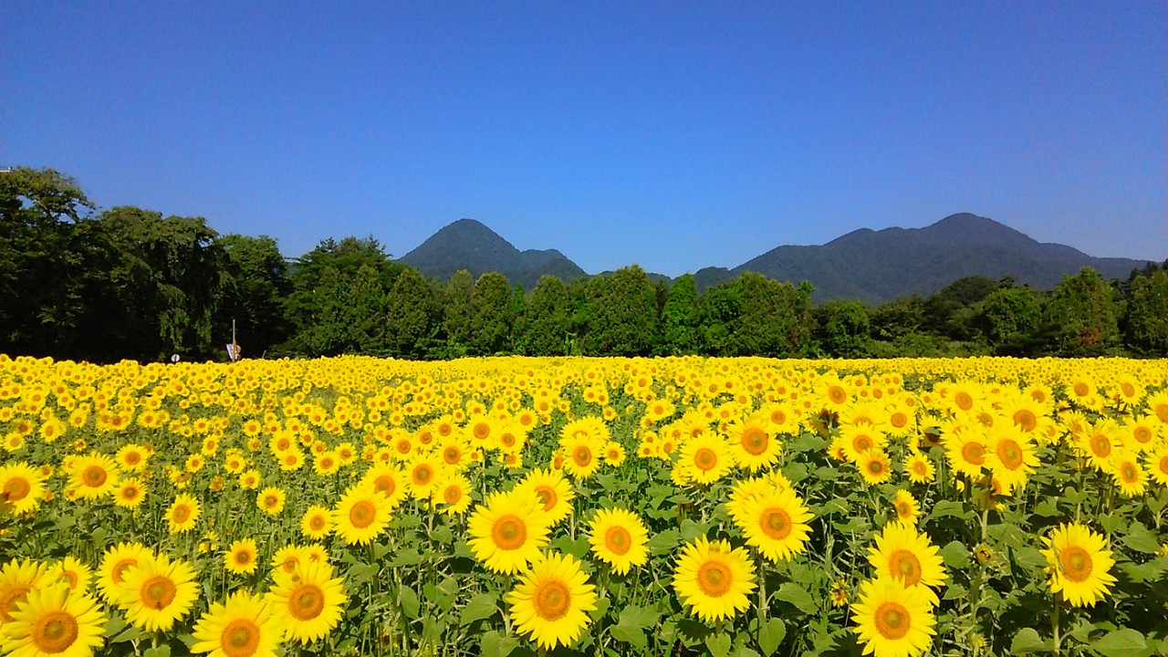 煙山 ひまわり パーク