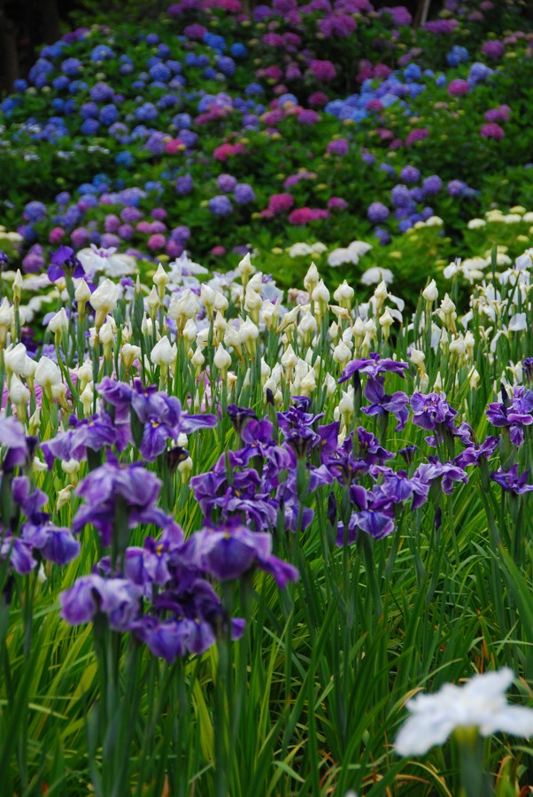 Yokosuka Iris Garden "Shobuen" Guidoor