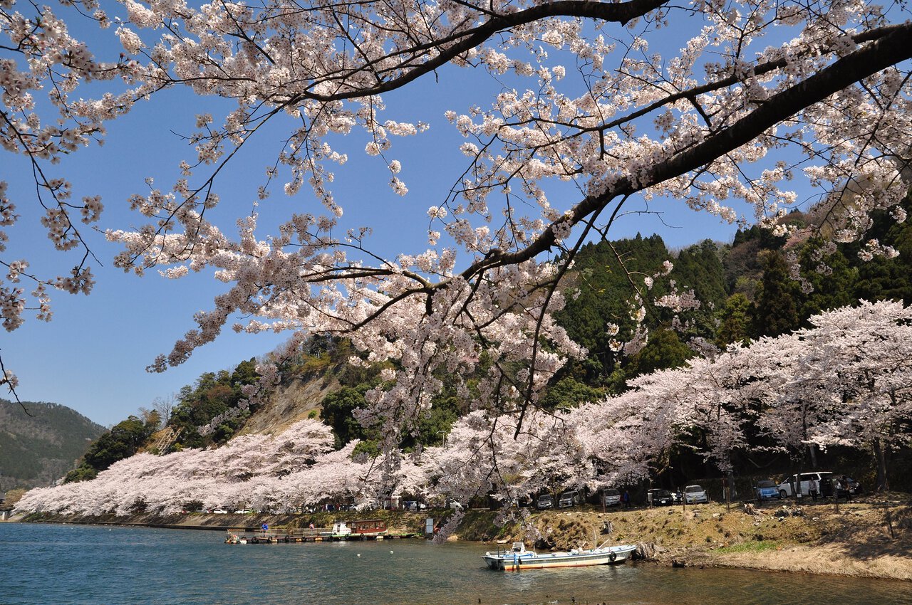 海津大崎の桜 - Guidoor