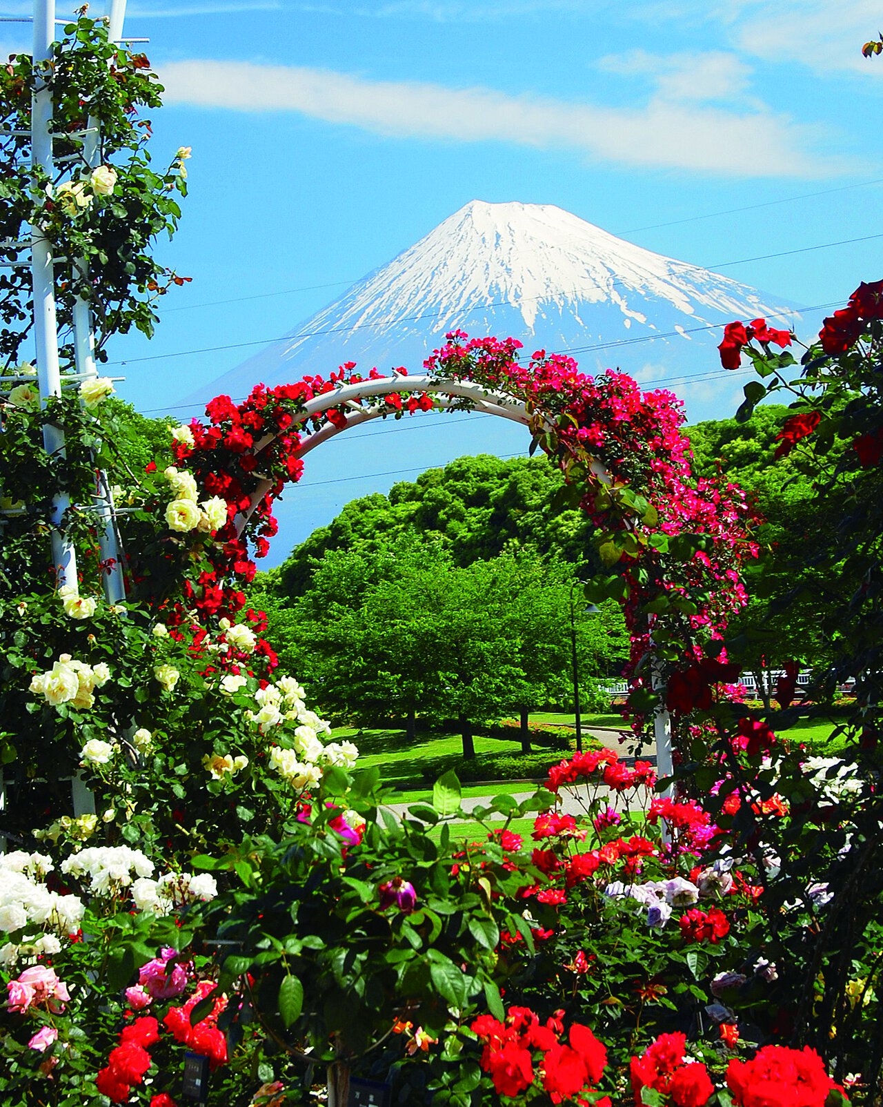 富士 市 中央 公園